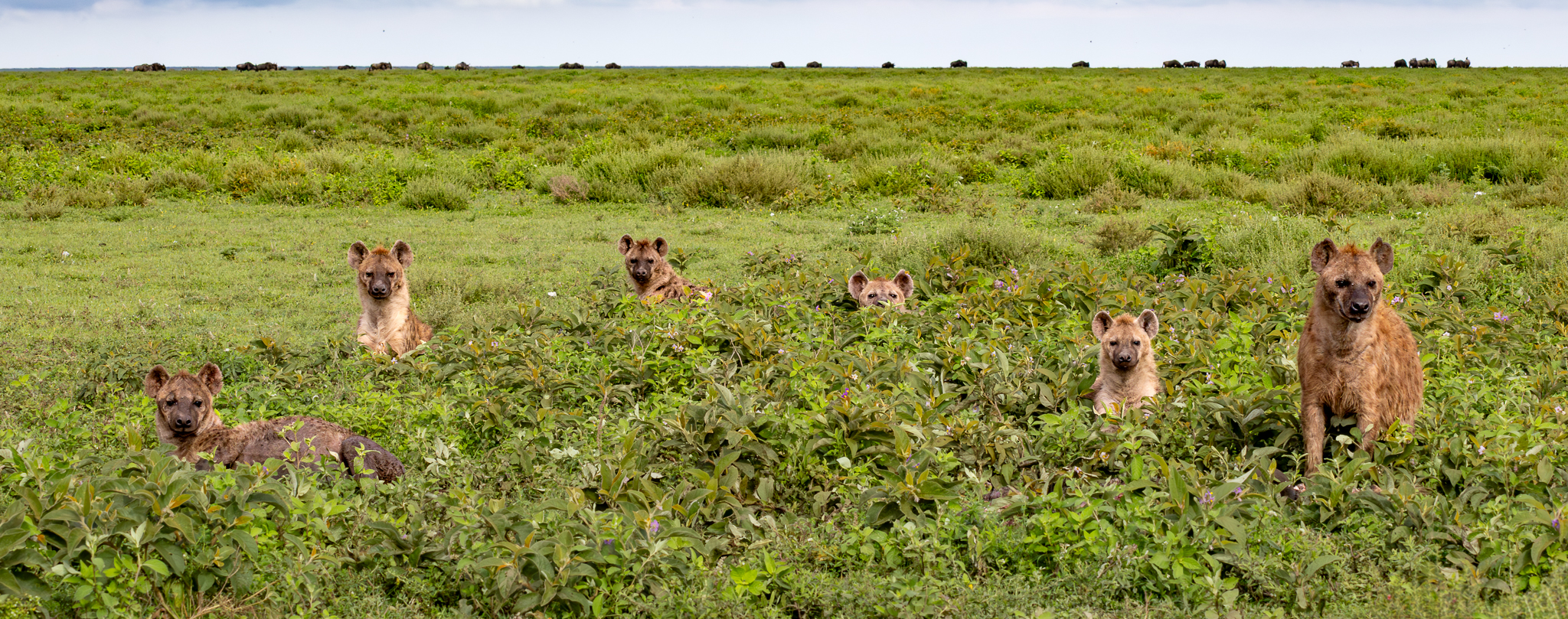 Six Hyenas taking a look from their resting spot in a bush in Serengeti National Park, Tanzania.