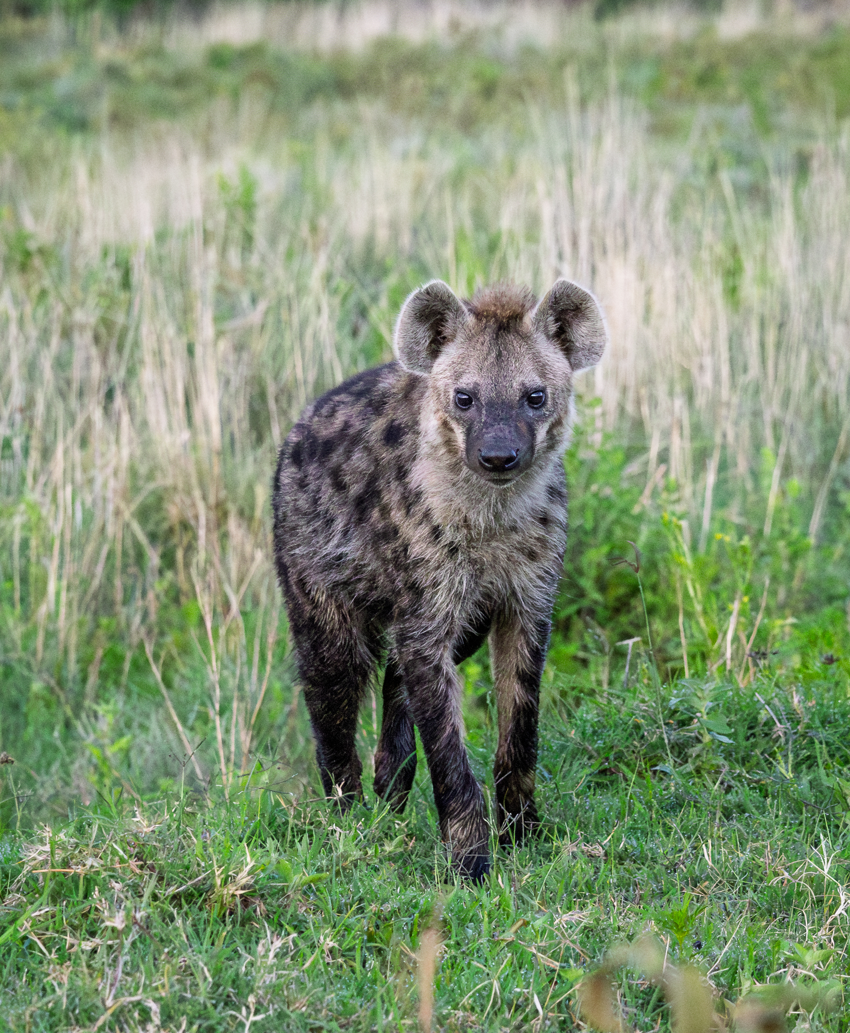 A young Hyena in Ngorongoro Crater National Park, Tanzania.