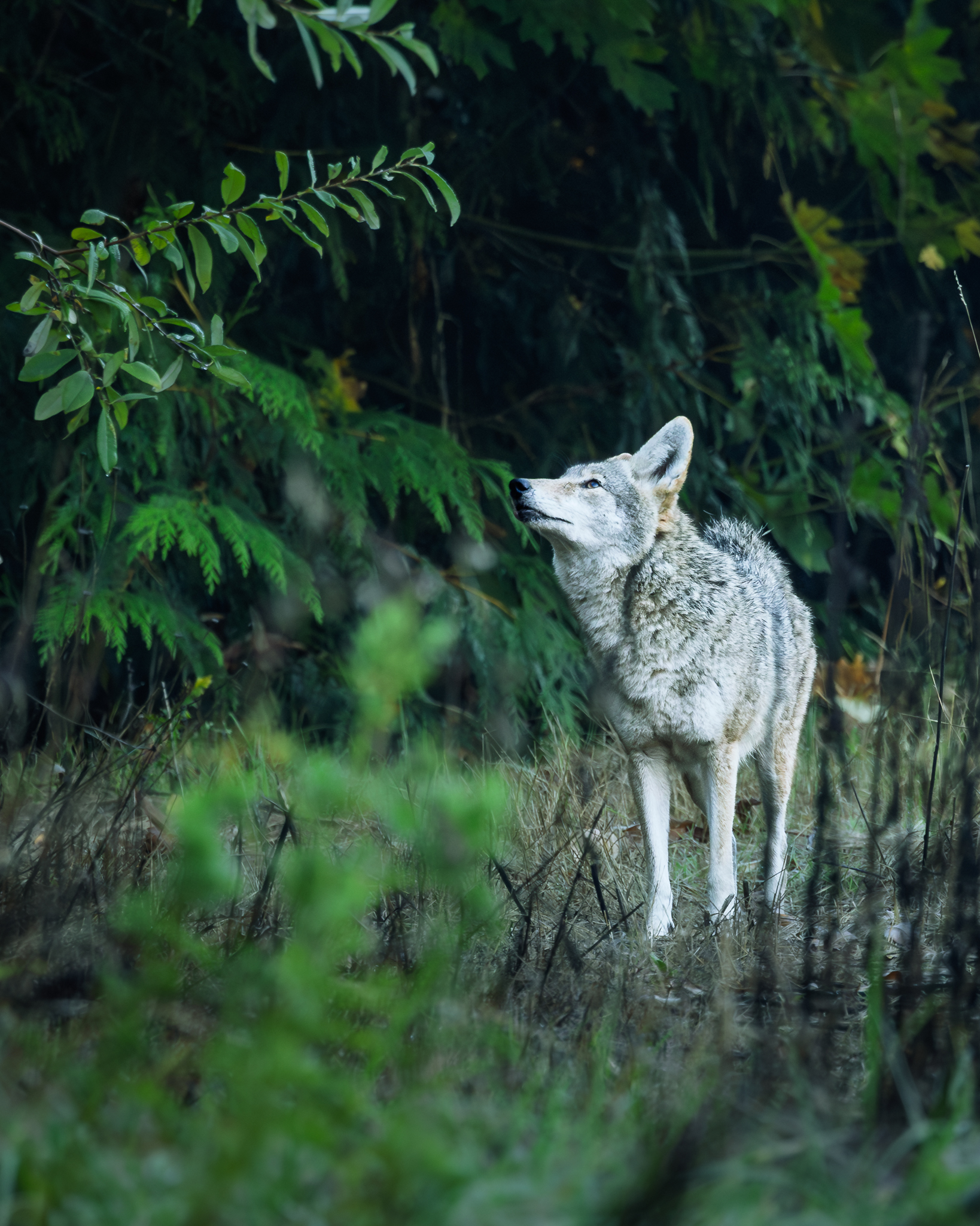 A Coyote in a meadow in the early morning, at the edge of the dark evergreen forest it was heading back into.