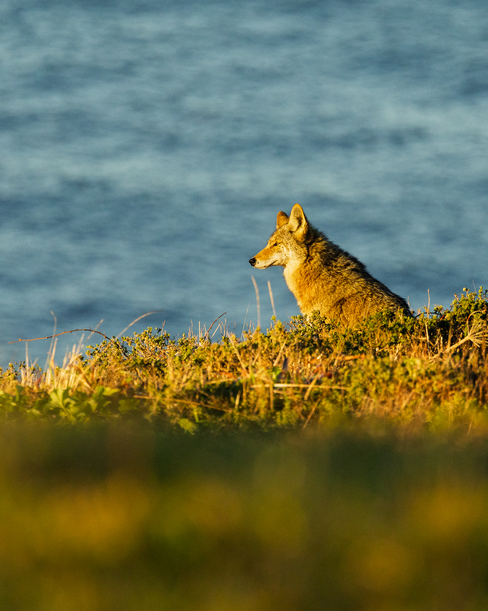 A Coyote sitting by the seashore in the morning light at Point Reyes, California.