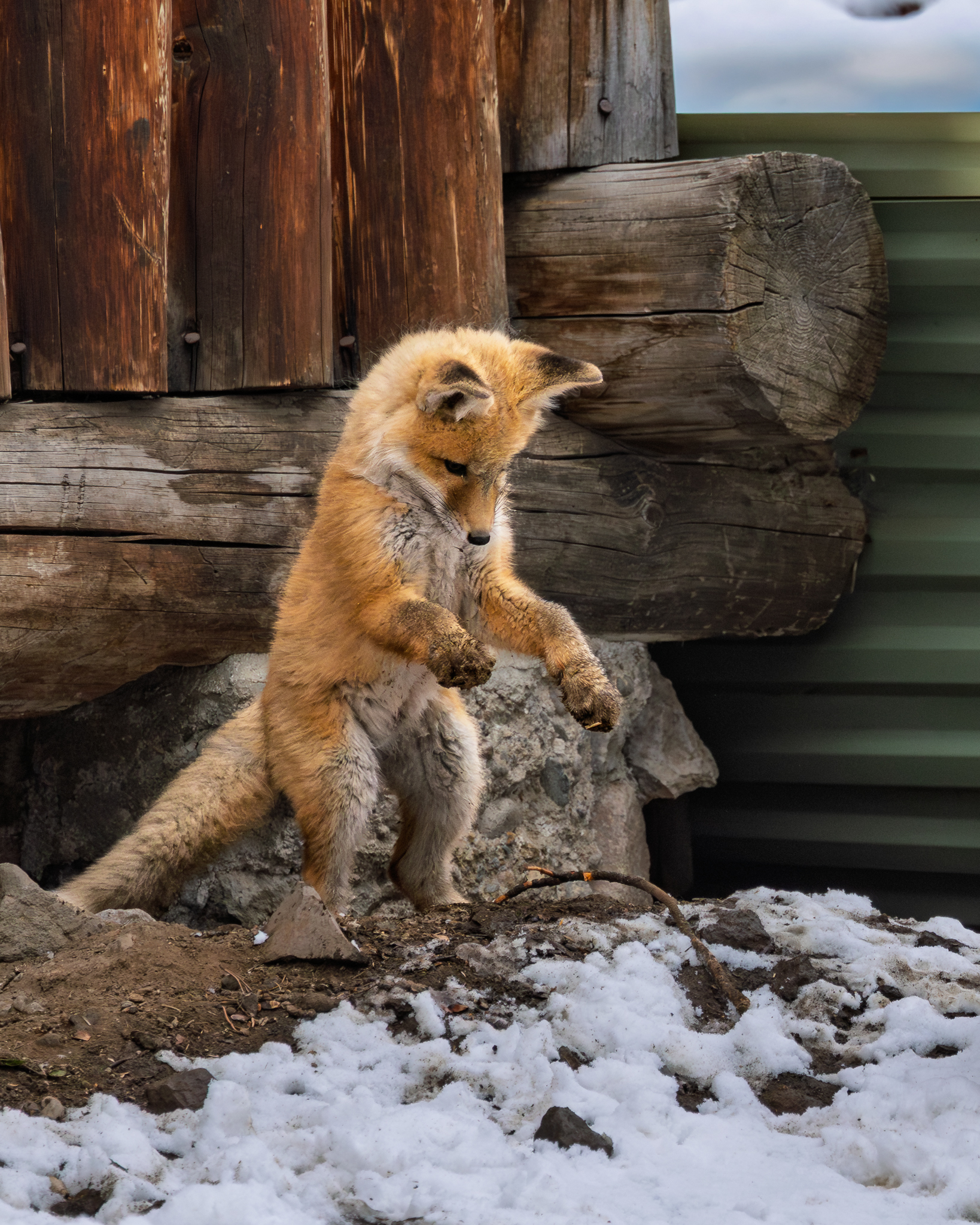 A Red Fox kit playing with a stick outside Yellowstone National Park, practicing the skills it will need as an adult.