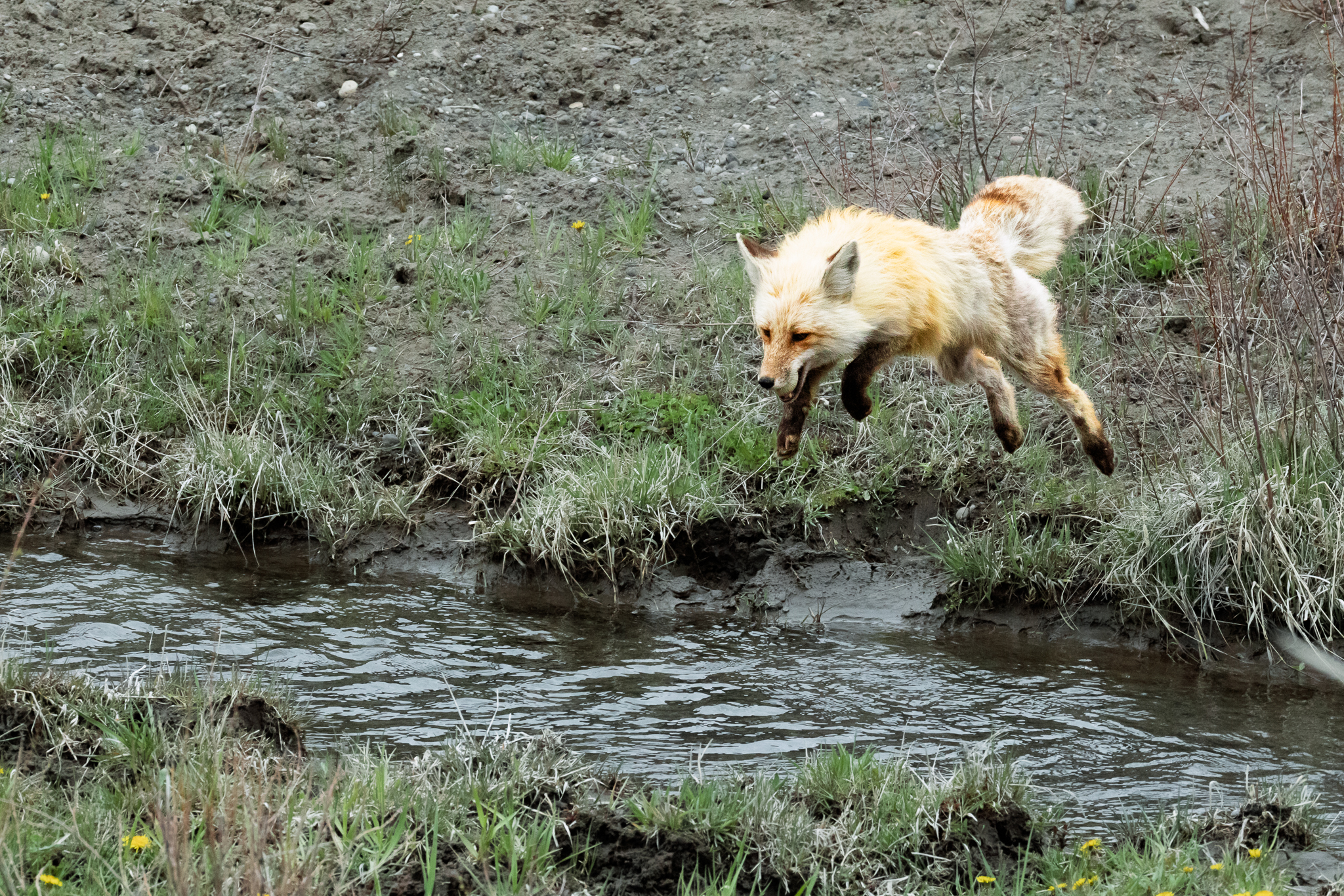 This Red Fox found a nest full of eggs in Yellowstone National Park and made eight trips, carrying one egg at a time off to bury it before coming back for the next. The little stream got jumped every time.
