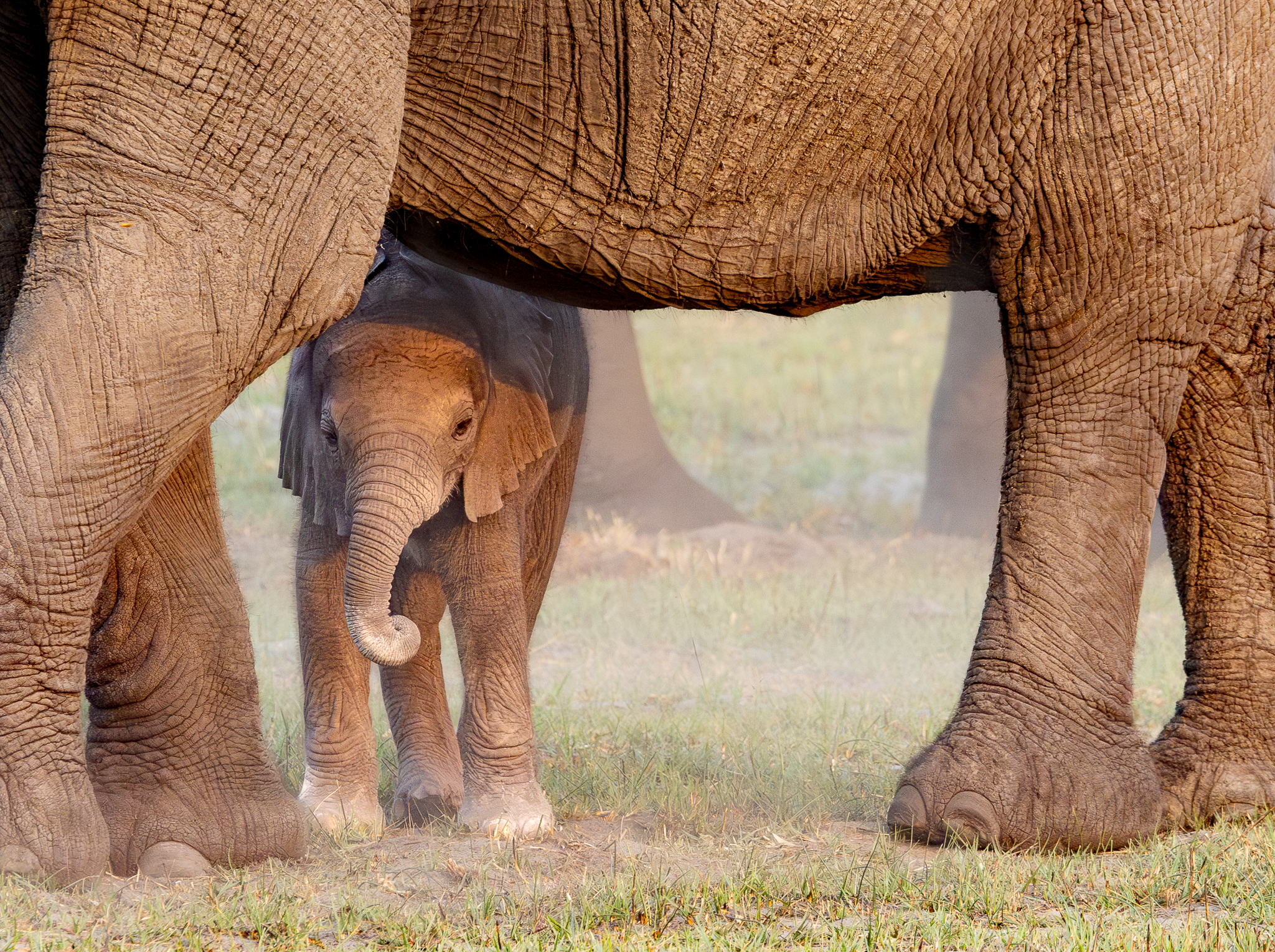 A young Elephant hiding under mom in the Okavango Delta, Botswana.