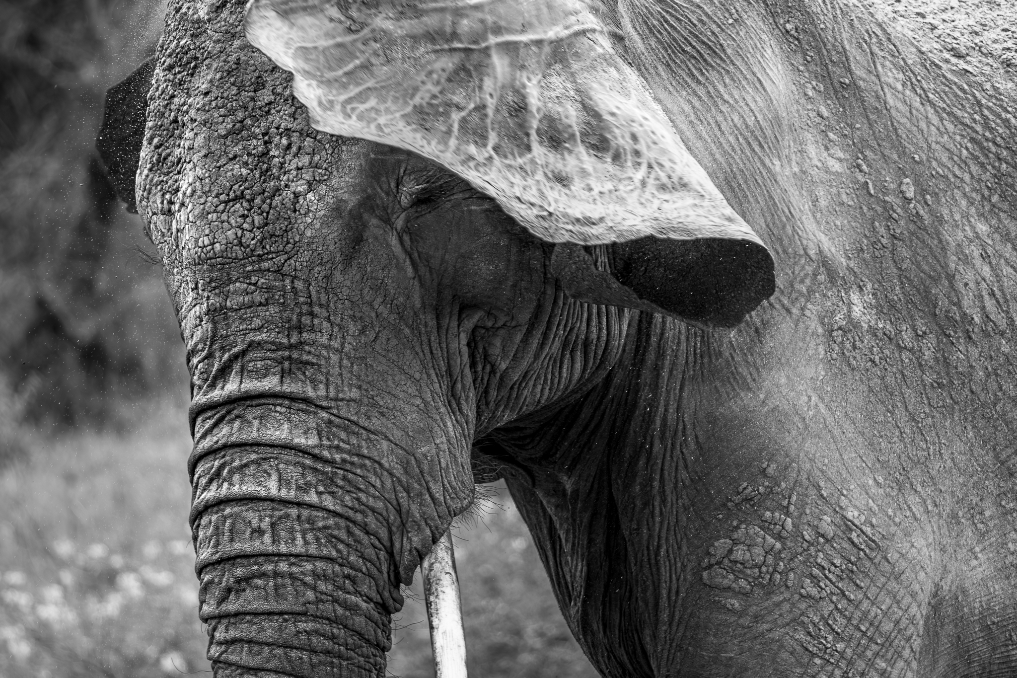 An Elephant in Tarangire National Park, Tanzania