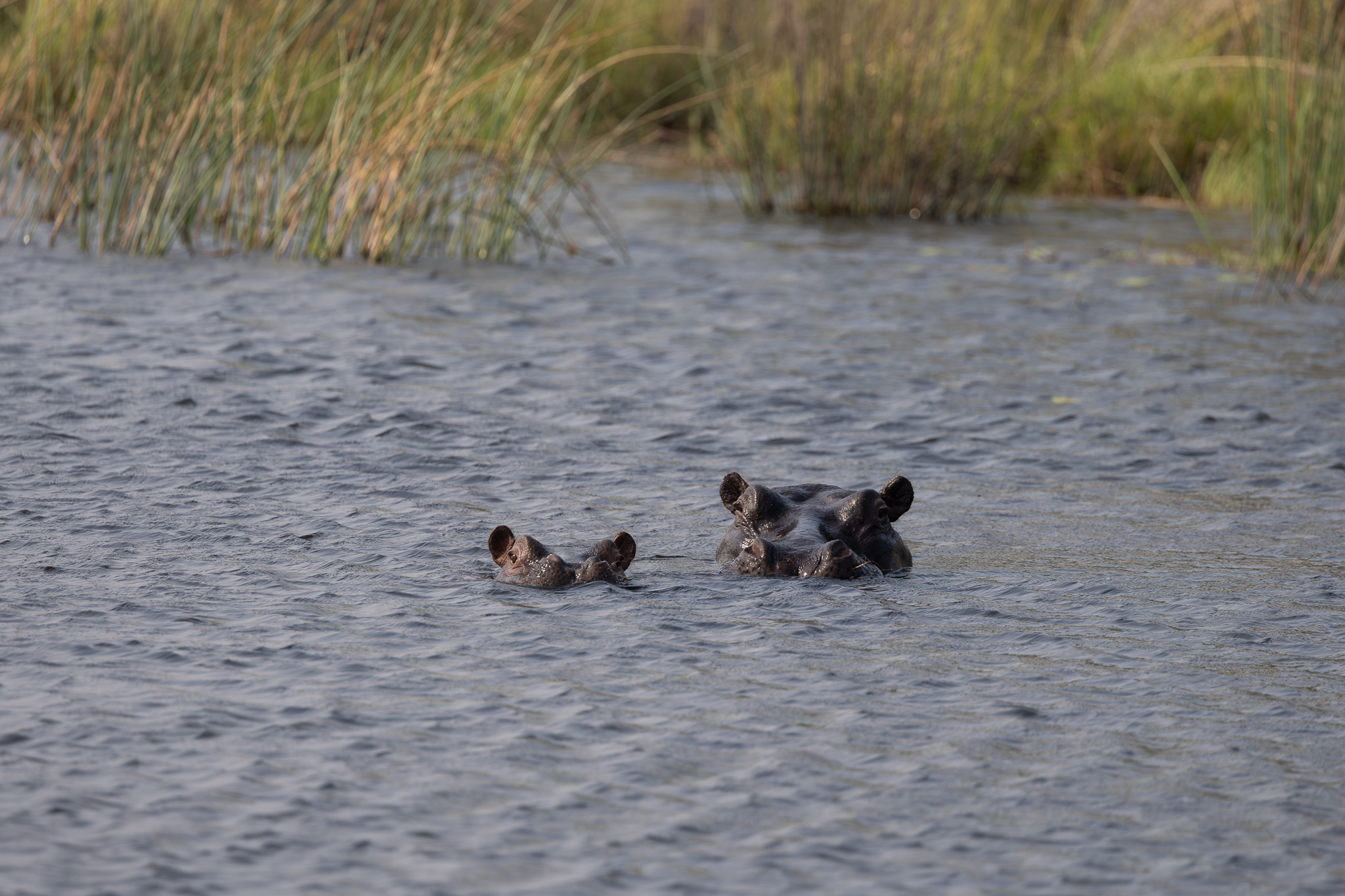 A Hippo and her young submerged in the Okavango Delta, Botswana