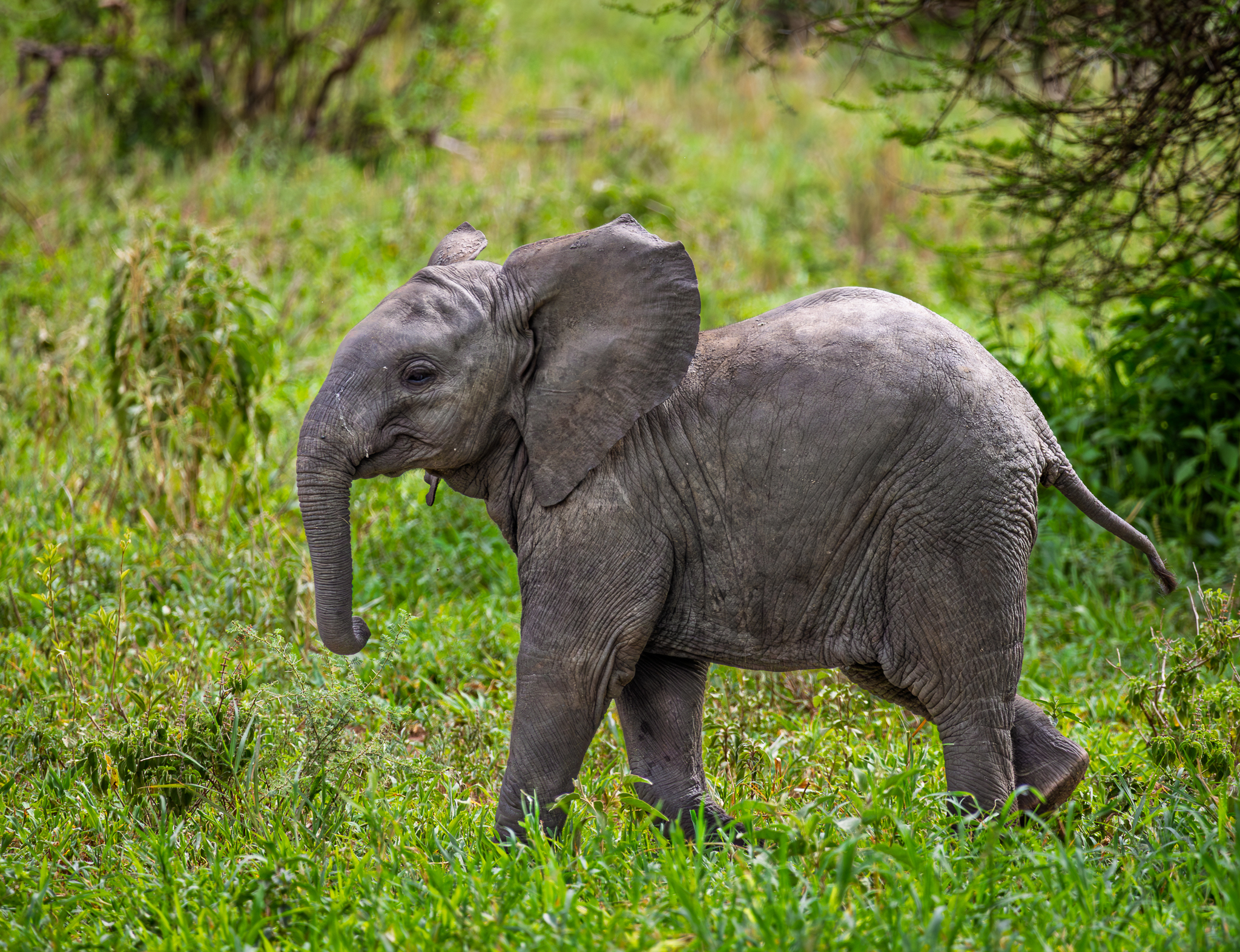 A young Elephant in Tarangire National Park, Tanzania.