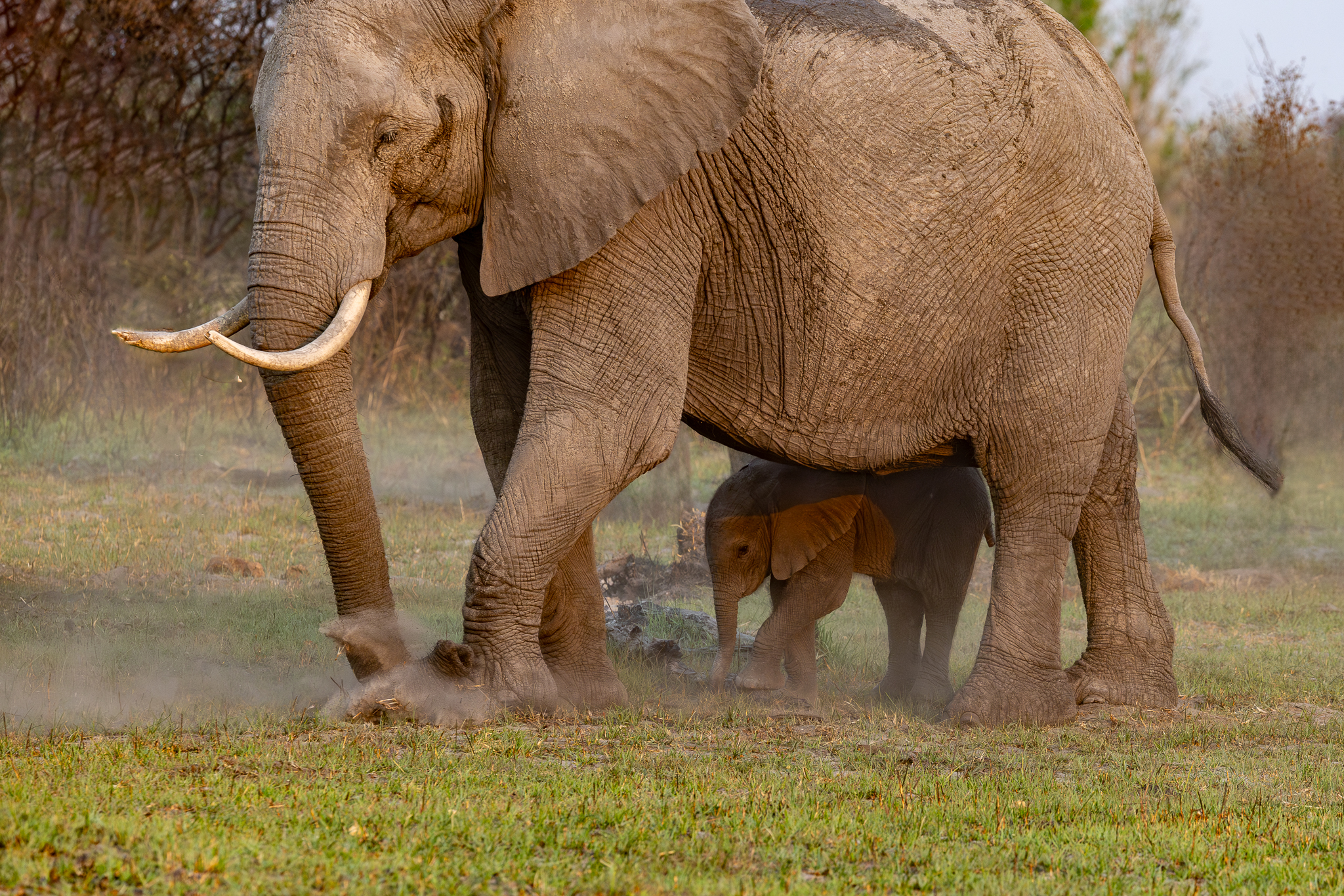 A young Elephant copying mom in the Okavango Delta, Botswana.