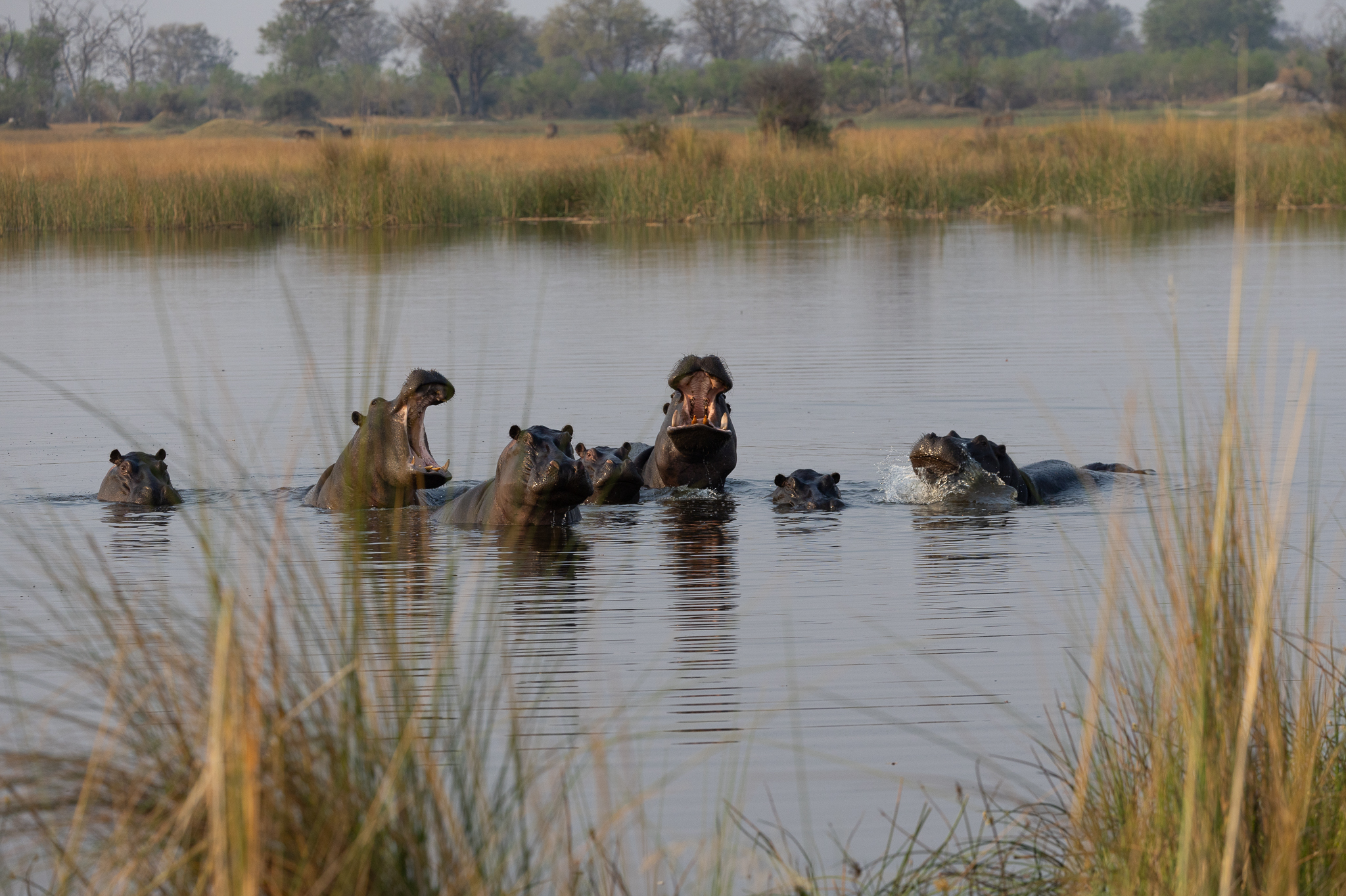 A couple Hippos in the group having a quick disagreement. Okavango Delta, Botswana.