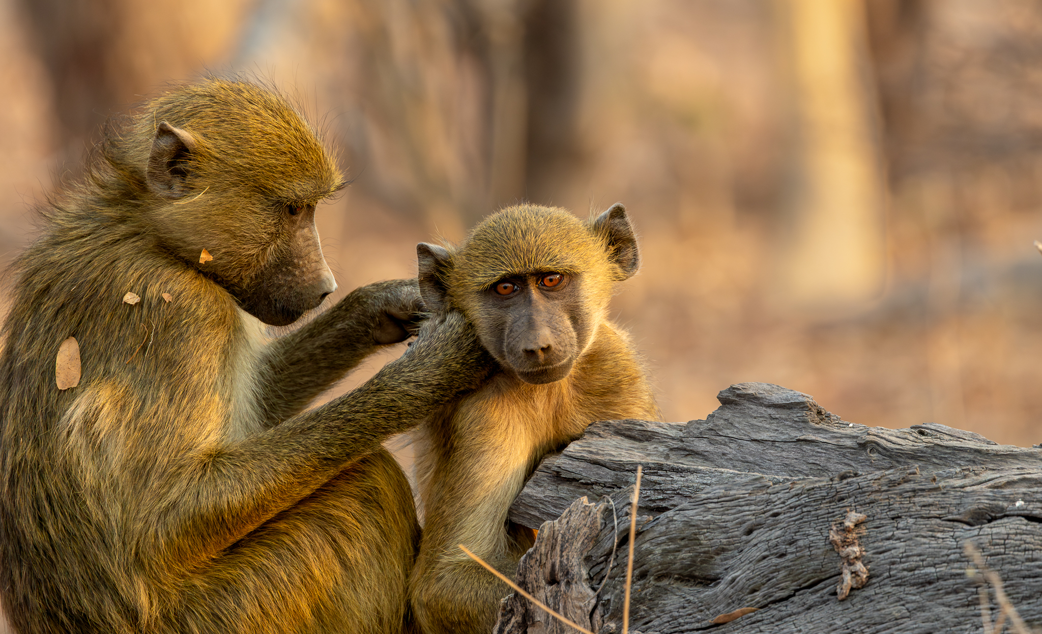 A mother Chacma baboon grooming her young baboon in Chobe National Park, Botswana