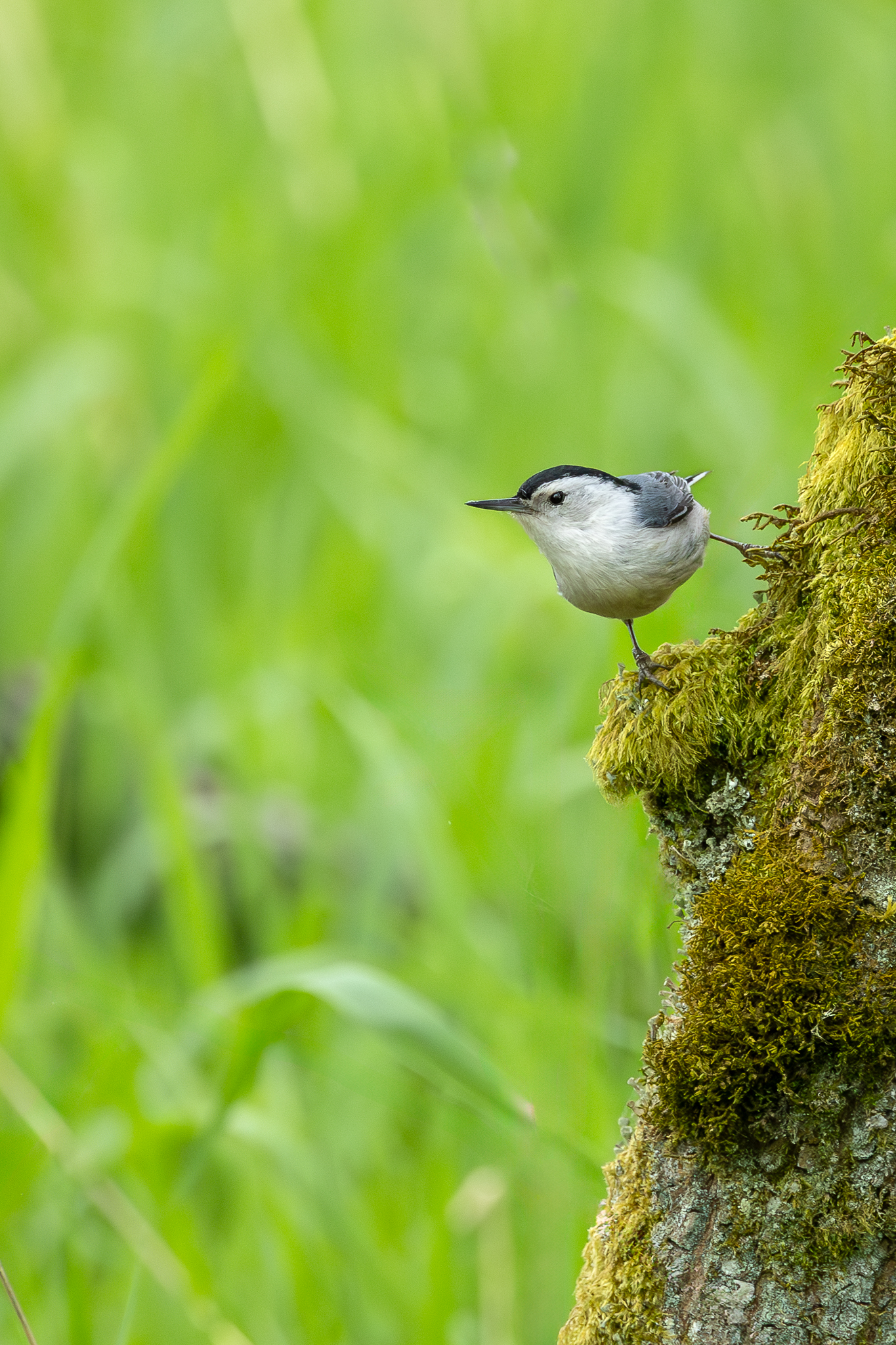 A White-breasted Nuthatch in Washington State.