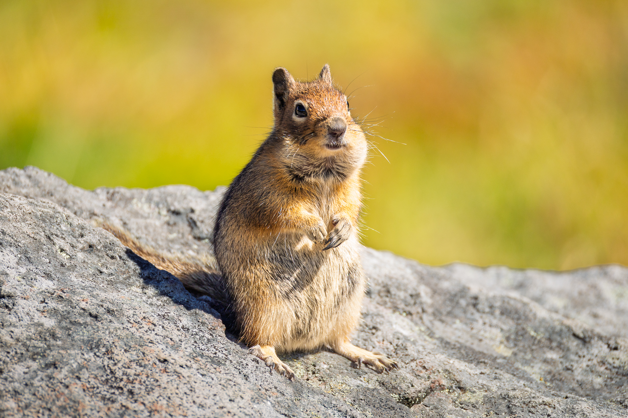 A Ground Squirrel posing in Mt. Rainier National Park.
