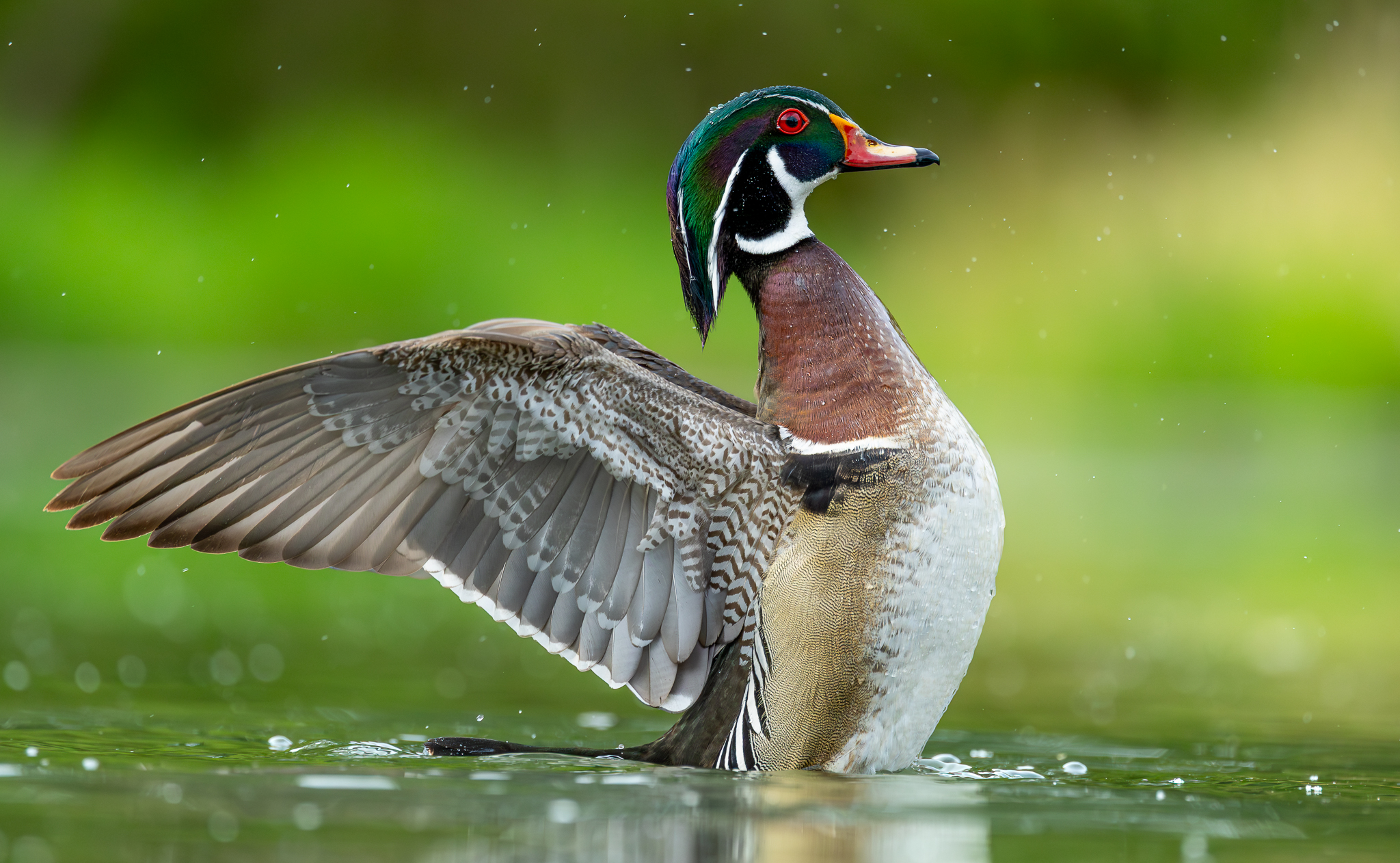 A Wood Duck in his beautiful breeding plumage colors drying off after a quick bath.