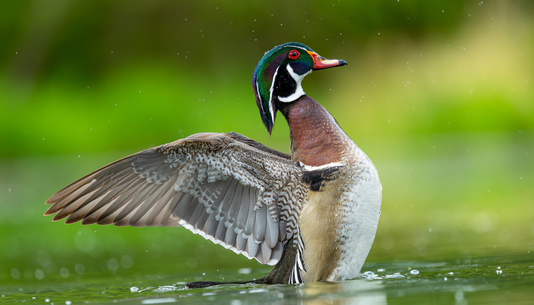 A Wood Duck in his beautiful breeding plumage colors drying off after a quick bath.