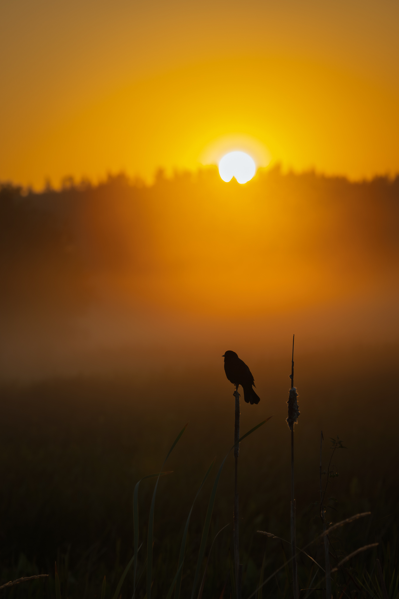 A Red-winged Blackbird in Ridgefield National Wildlife Refuge in the misty sunrise.