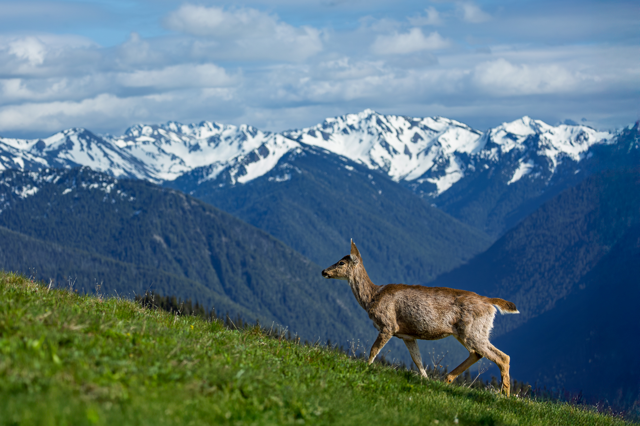 A Blacktail Deer with the Olympic Mountains in the background. Olympic National Park.