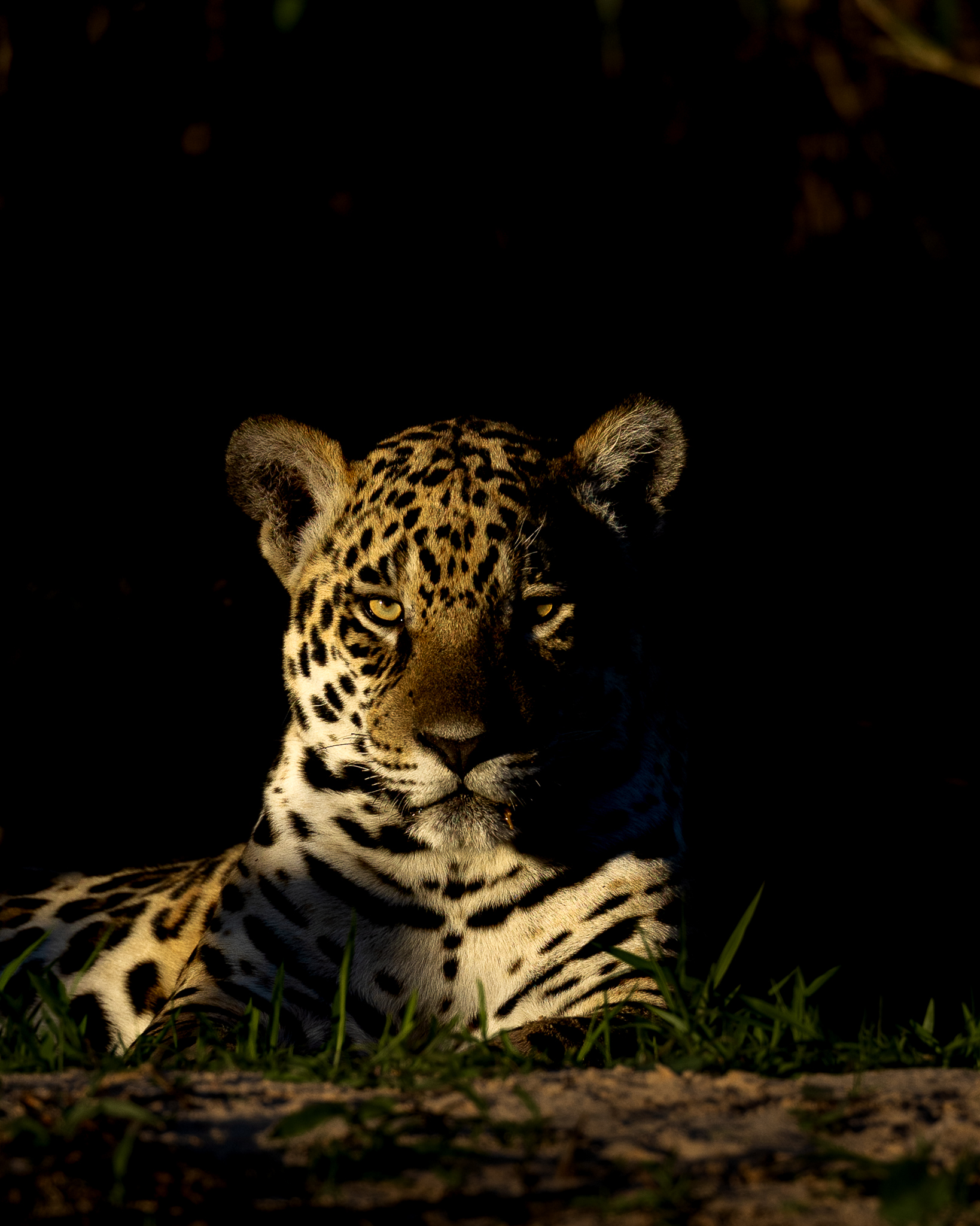 A Jaguar lying on the river bank in the fading light of the day.