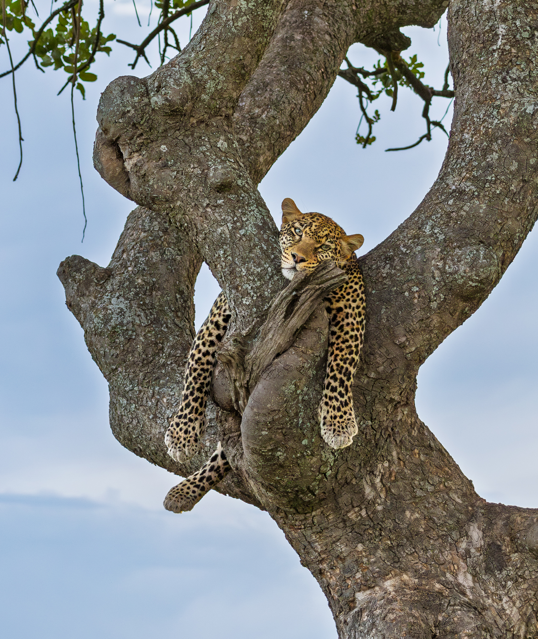 A Leopard lounging in a tree in Serengeti National Park, Tanzania
