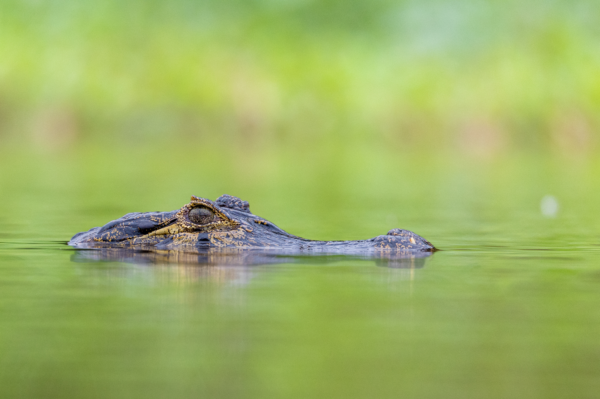 A Yacare Caiman floating in the river.