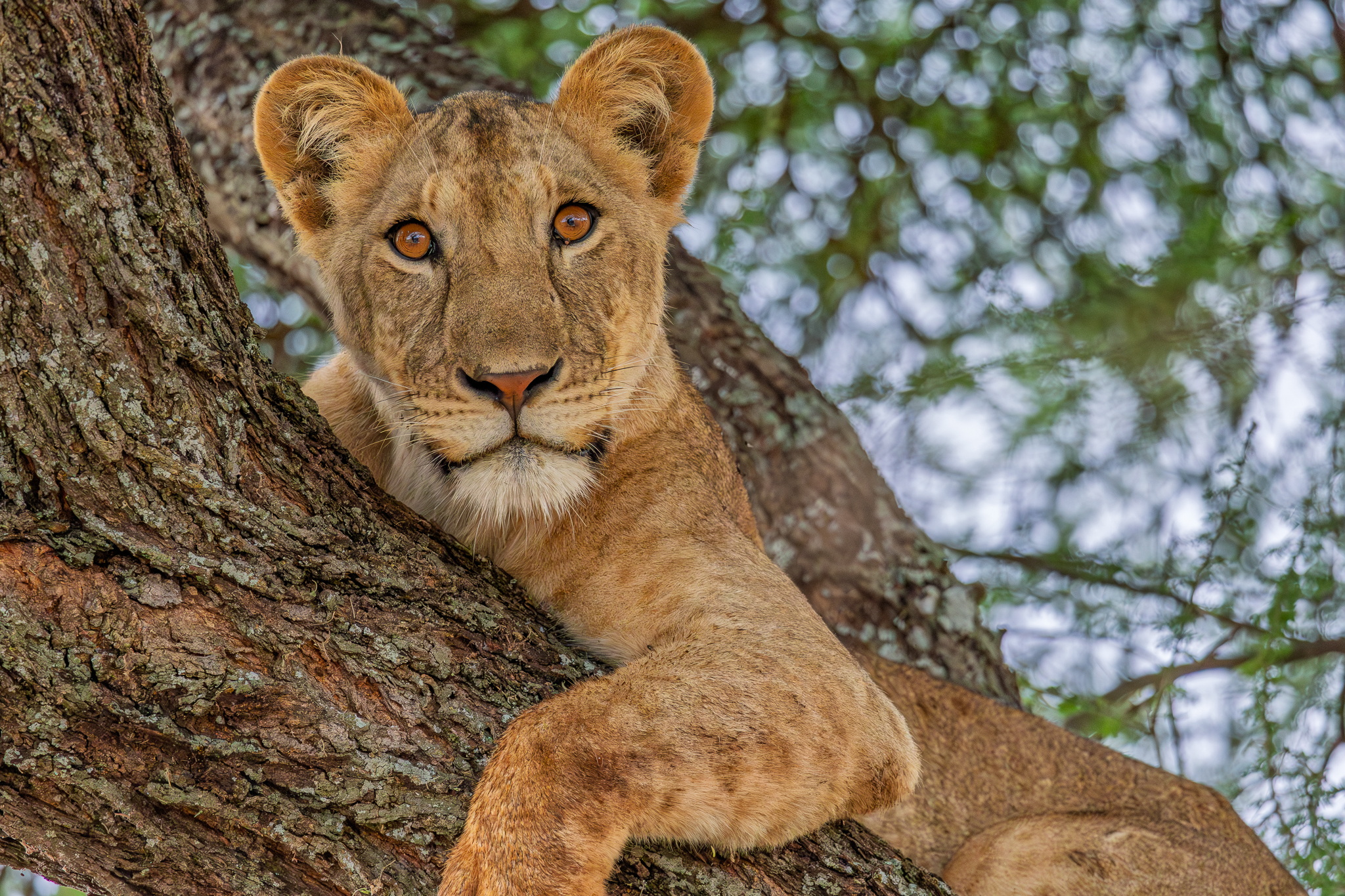 This young Lion climbed up the tree in Tarangire National Park, Tanzania, and looked down at us in our land cruiser. I'm not sure who was watching who.