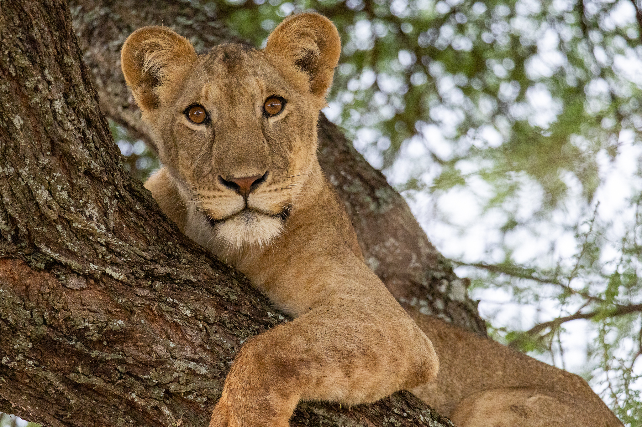 A young Lion in a tree Tarangire National Park, Tanzania.