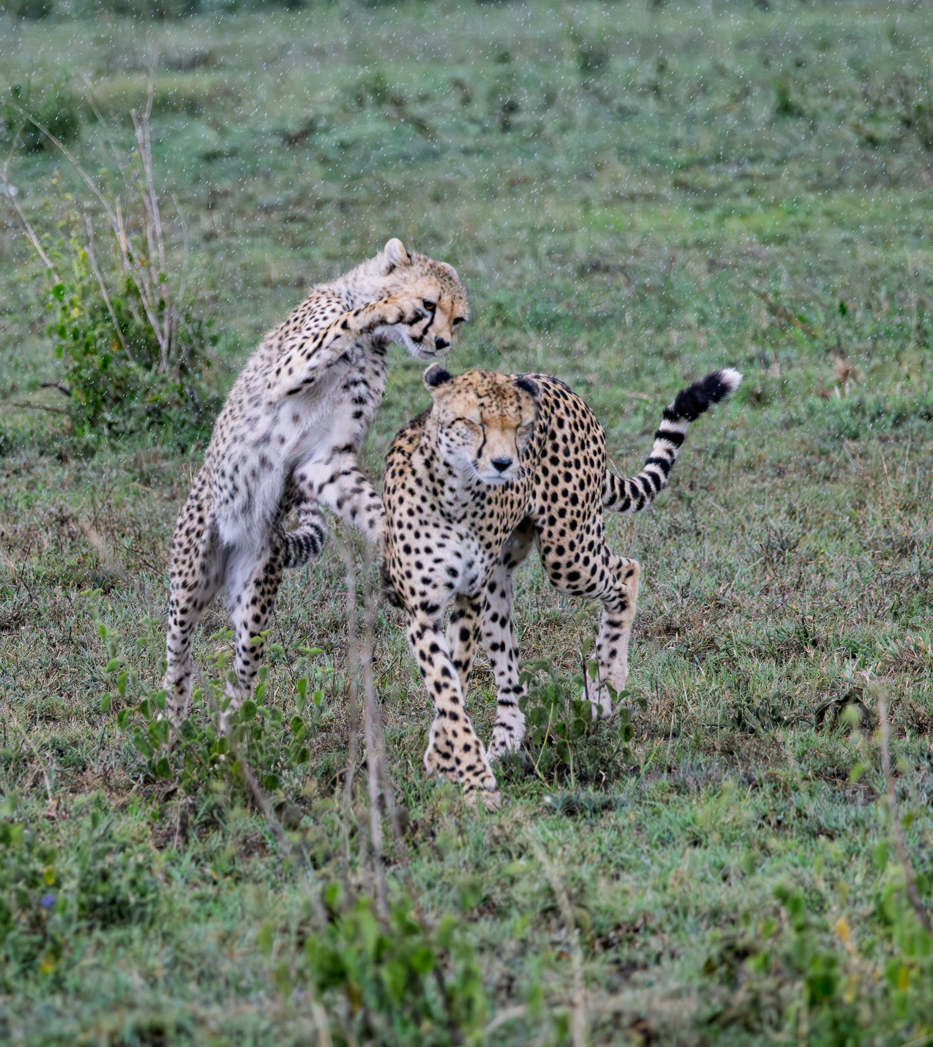 A Cheetah cub play attacking mom in the Serengeti, Tanzania.