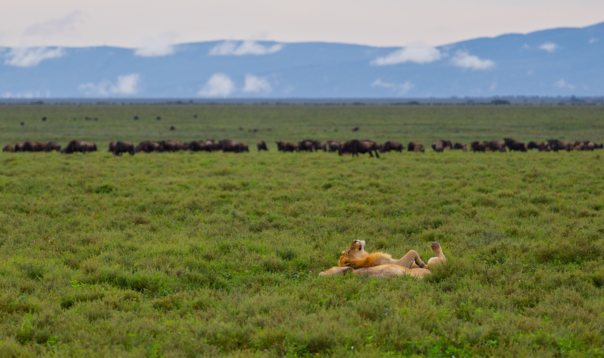 Two lions taking a lazy afternoon siesta with a herd of Wildebeest grazing nearby. Ndutu, Tanzania.