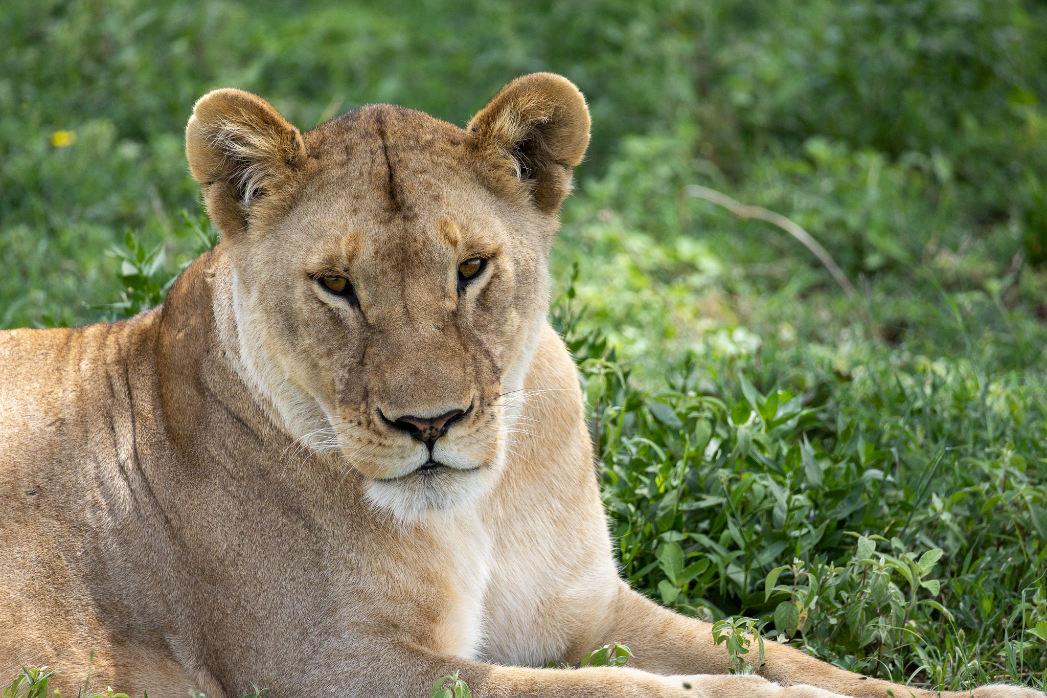A Lioness in taking a break in the shade in Seregenti National Park, Tanzania.