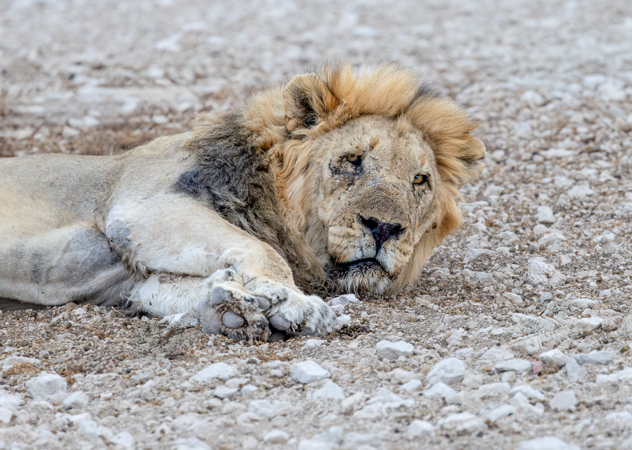 A scarred lion resting in Etosha National Park, Namibia.