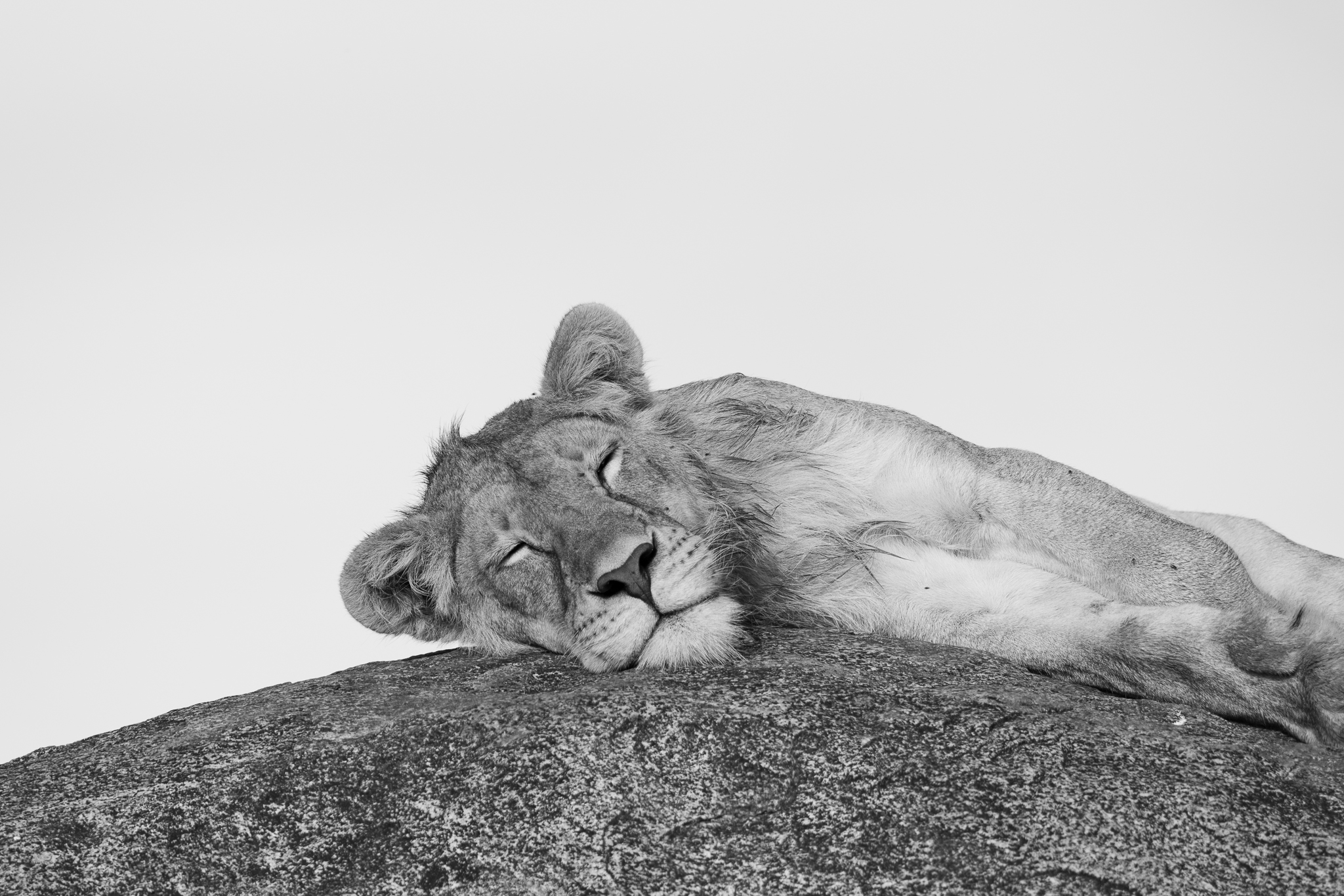 A Lioness sleeping on top of a kopje in Serengeti National Park, Tanzania.