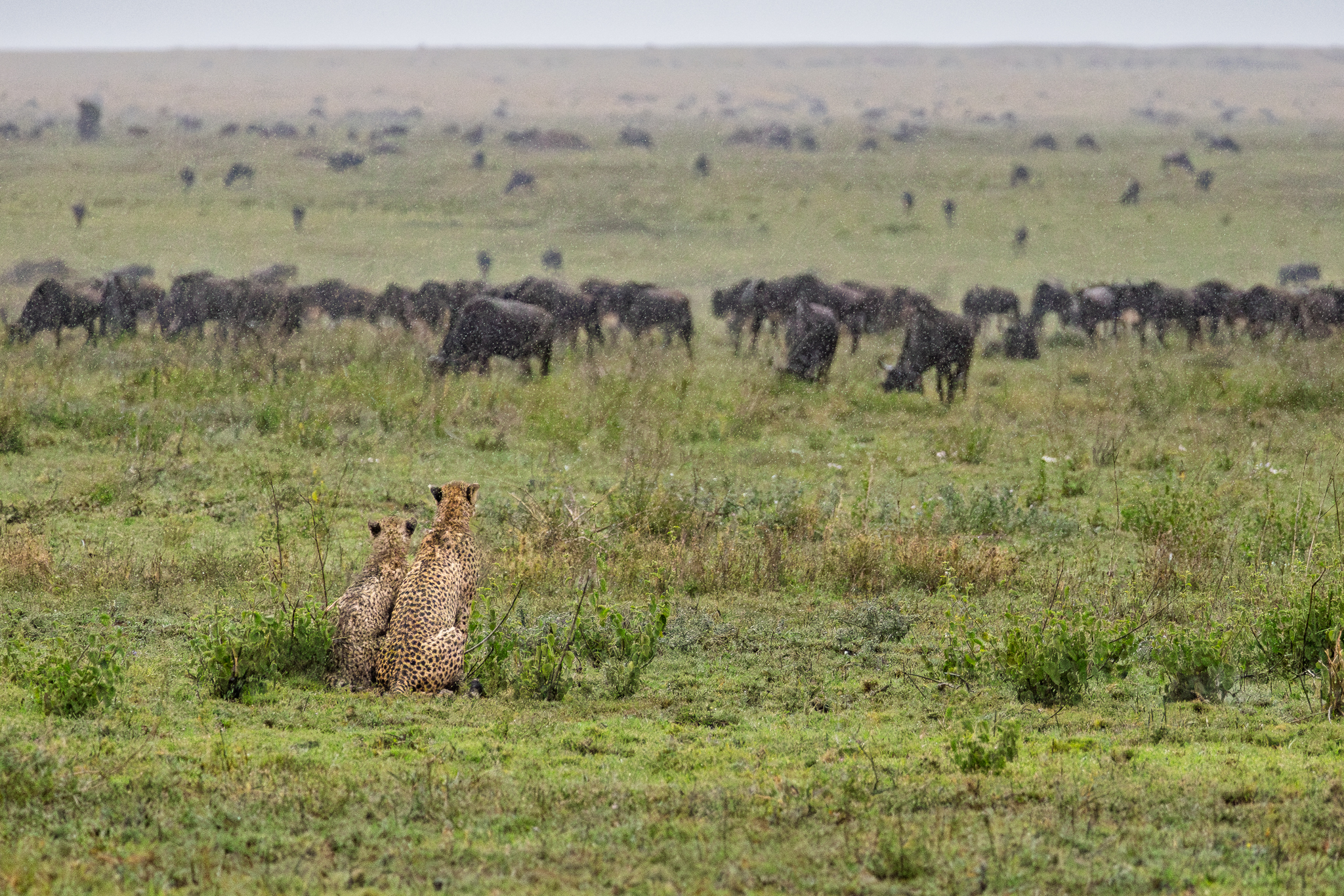 A mother Cheetah and her cub watching a heard of wildebeest before she went on the hunt in Serengeti National Park, Tanzania