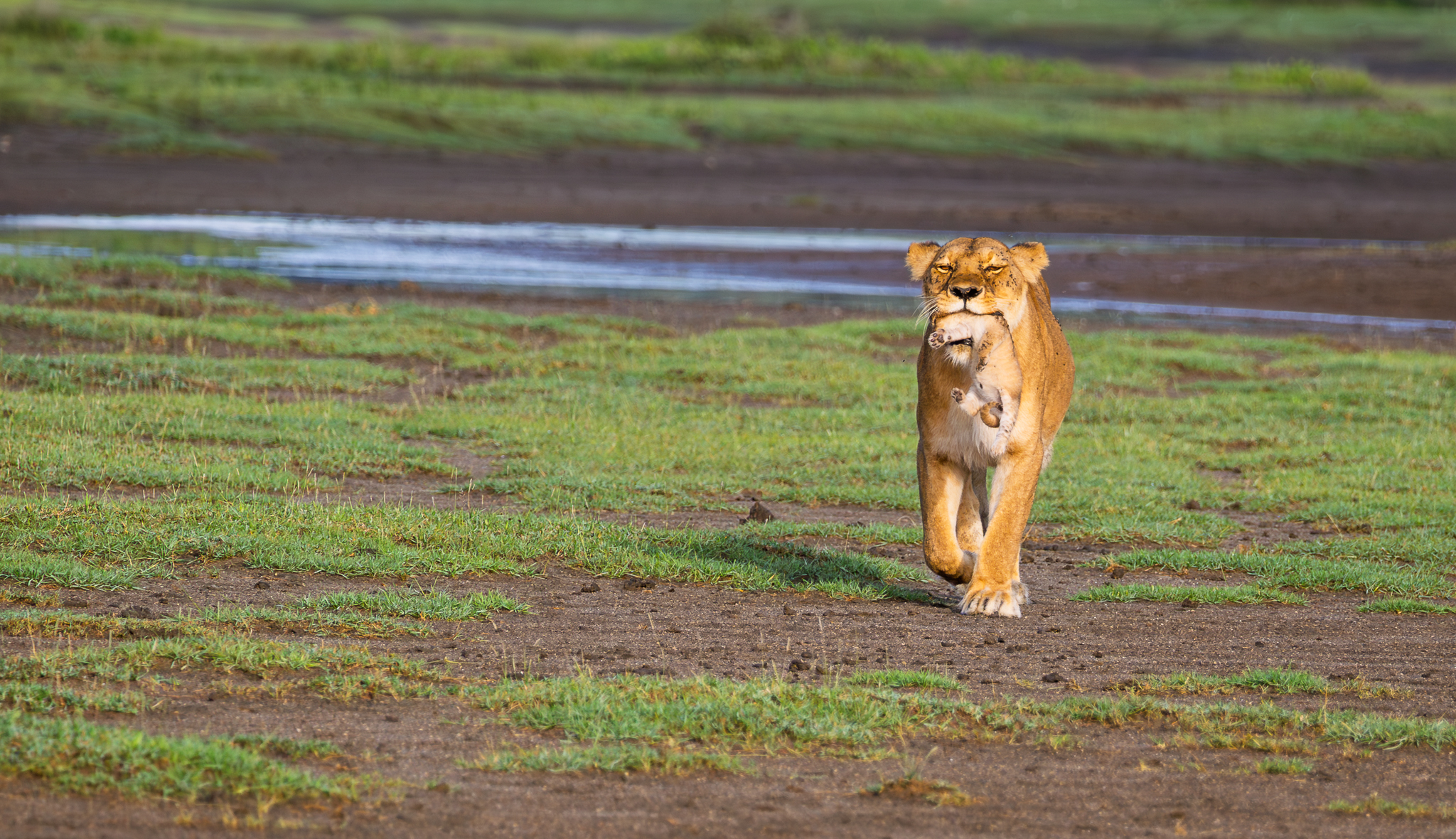 A mother Lion carrying her cub to a new den in Ndutu, Tanzania.