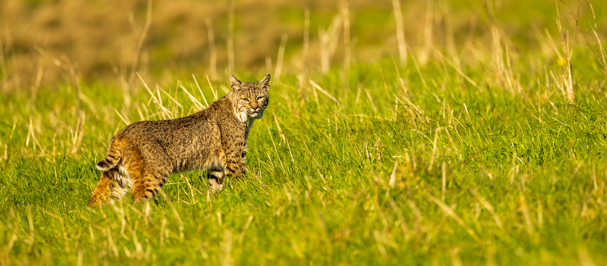 A Bobcat pausing to take a quick glance around while hunting in the field of grass.