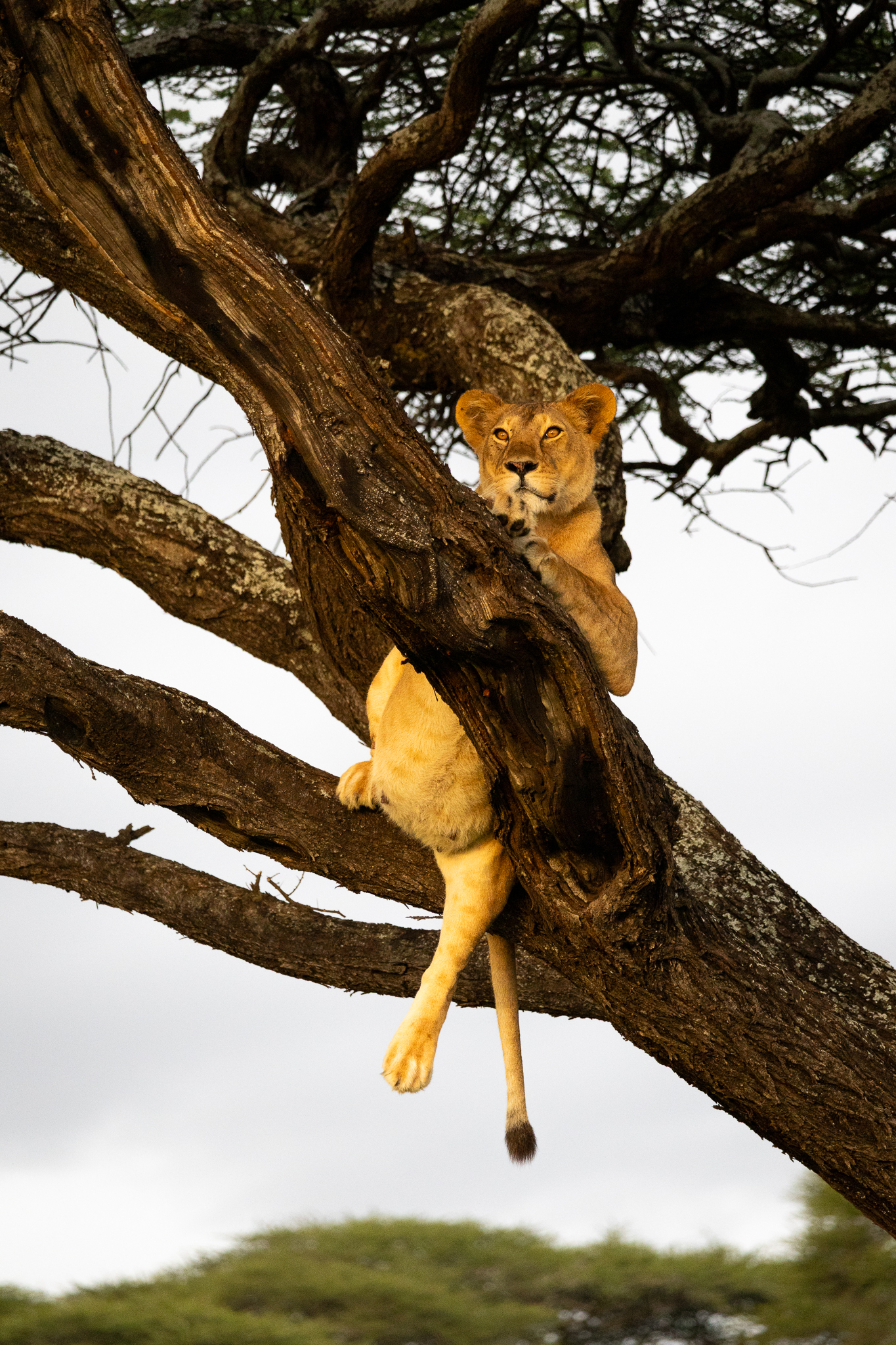 A female Lion soaking up the last of the sun's rays in Ndutu, Tanzania