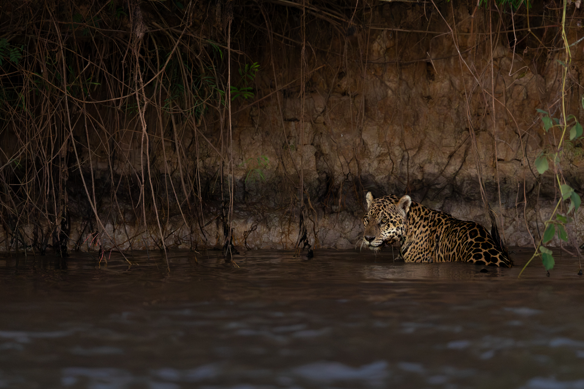 Heading back to the houseboat almost in the dark, we spotted this Jaguar swimming across the river in Brazil; a slowed shutter speed made the frame possible.