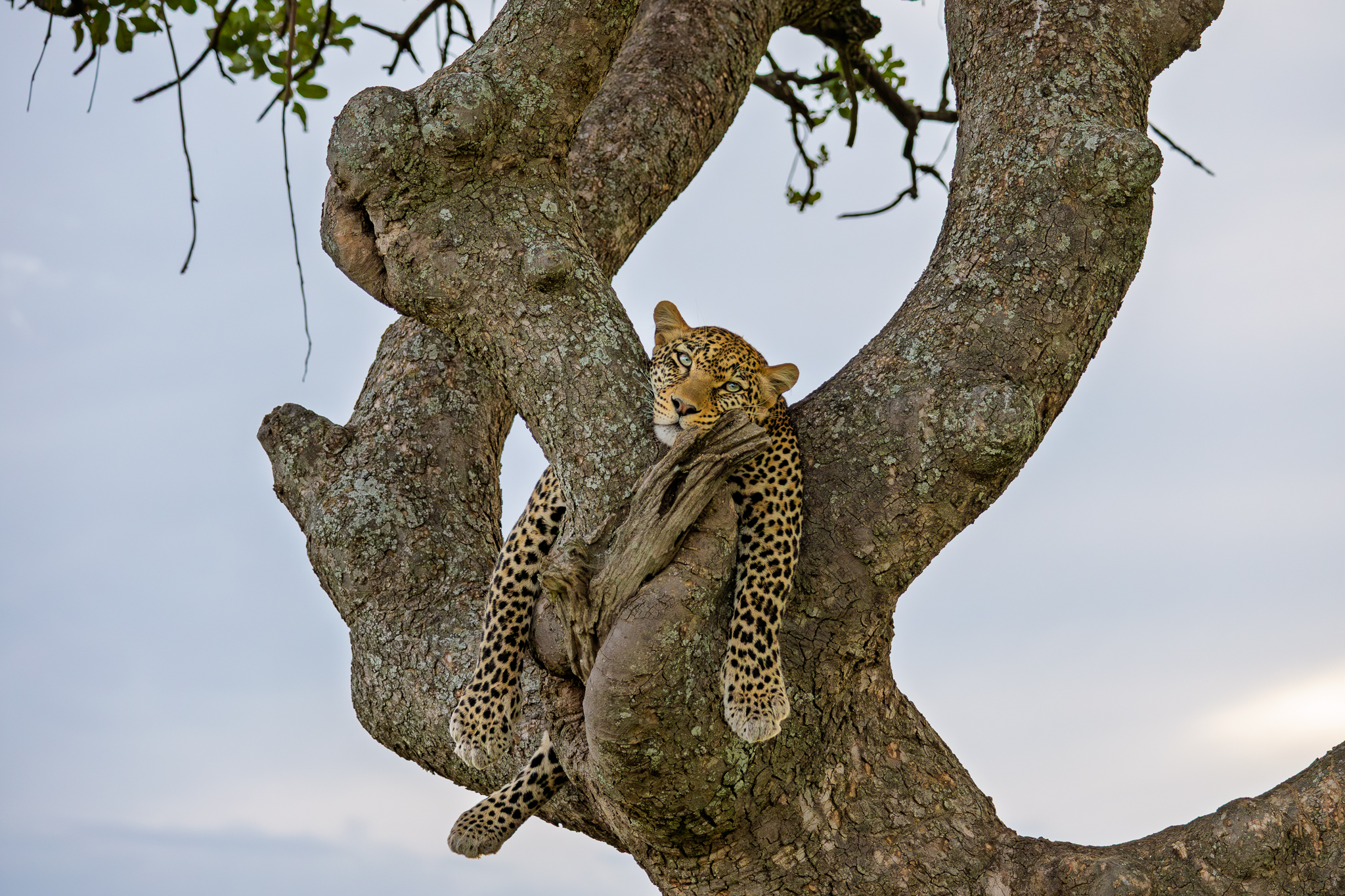 A Leopard lounging in a tree in Serengeti National Park, Tanzania