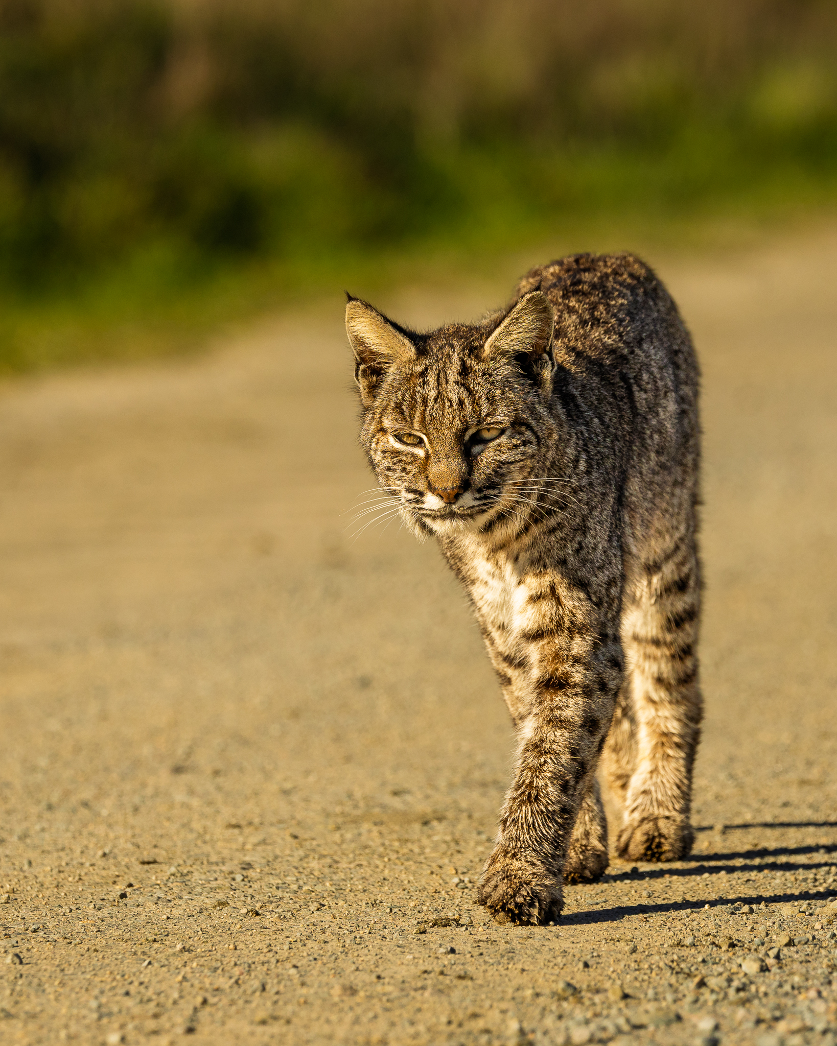 This Bobcat walked right past me as I hunkered down next to the front wheel of my car, at Point Reyes, California.