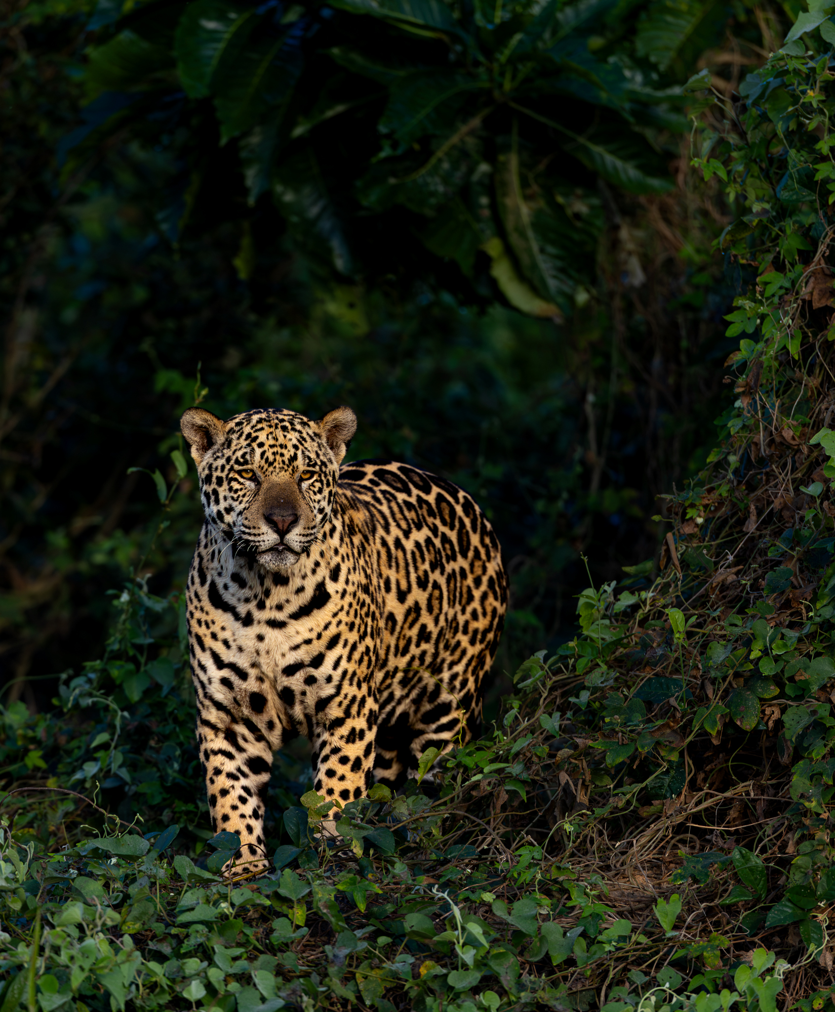 This large Jaguar came out for a brief look along the river in Brazil, in the early morning light.