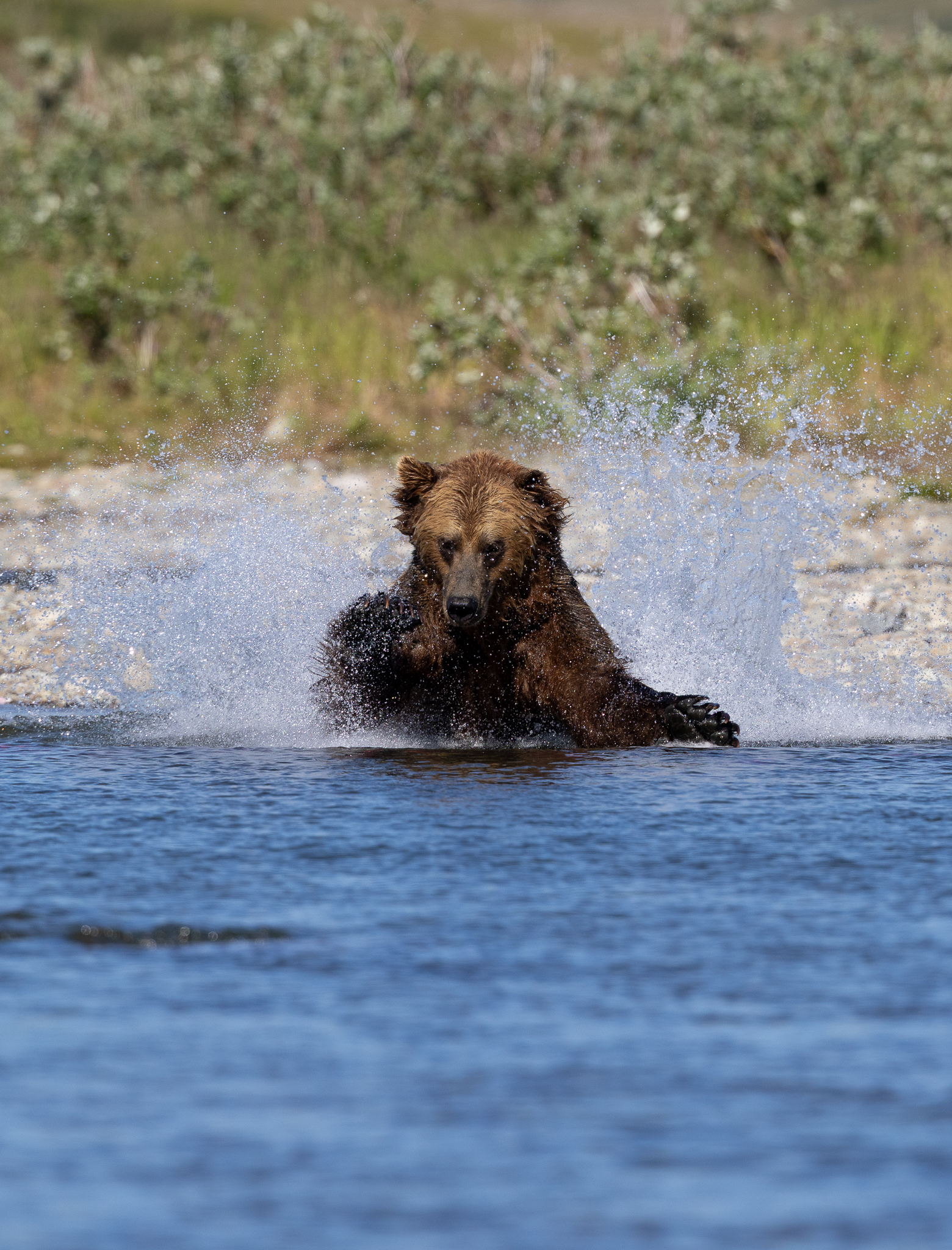 A Brown Bear charging through the shallows trying to catch some salmon.