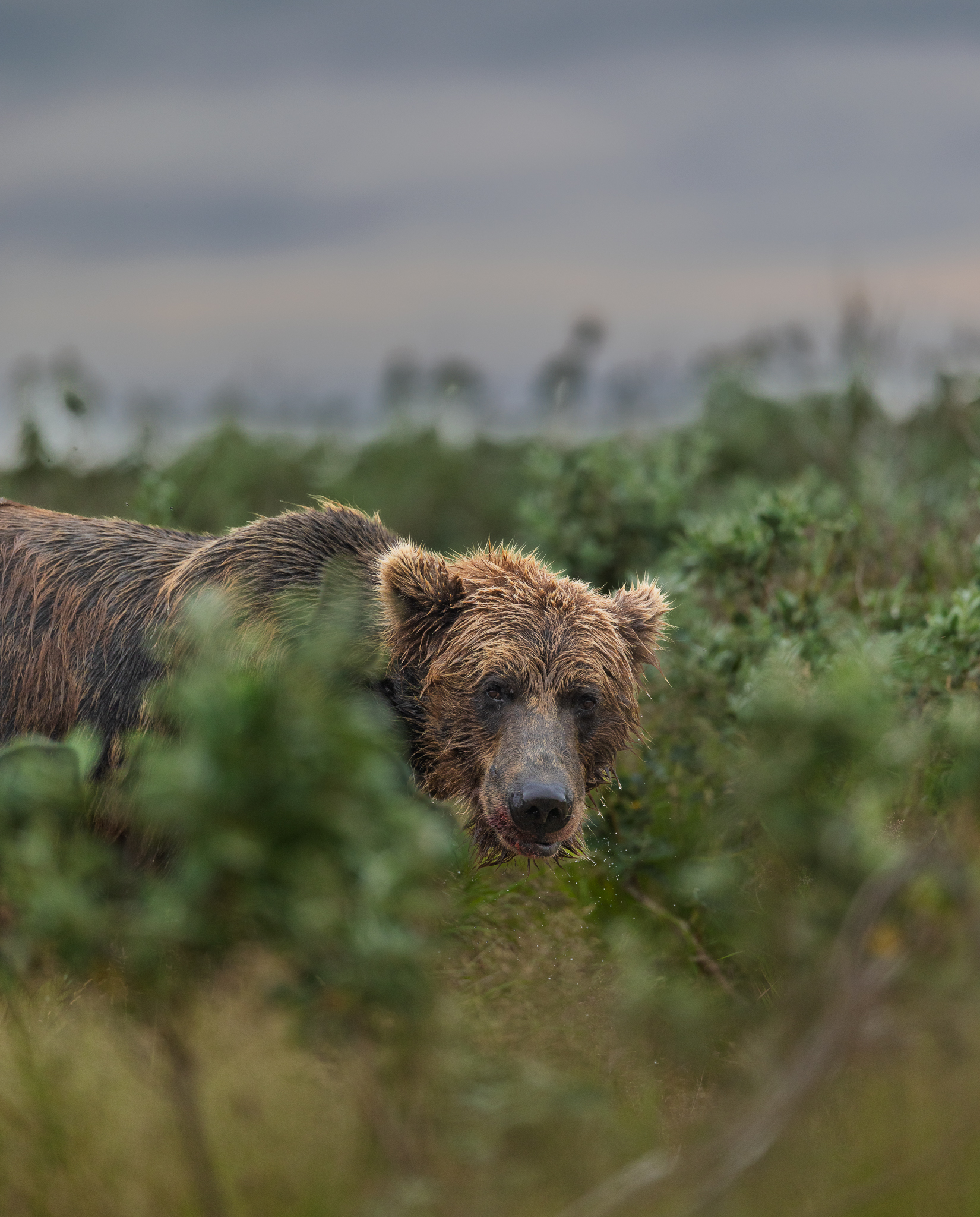 A Brown Bear looking out from the brush after he had finished eating the salmon.