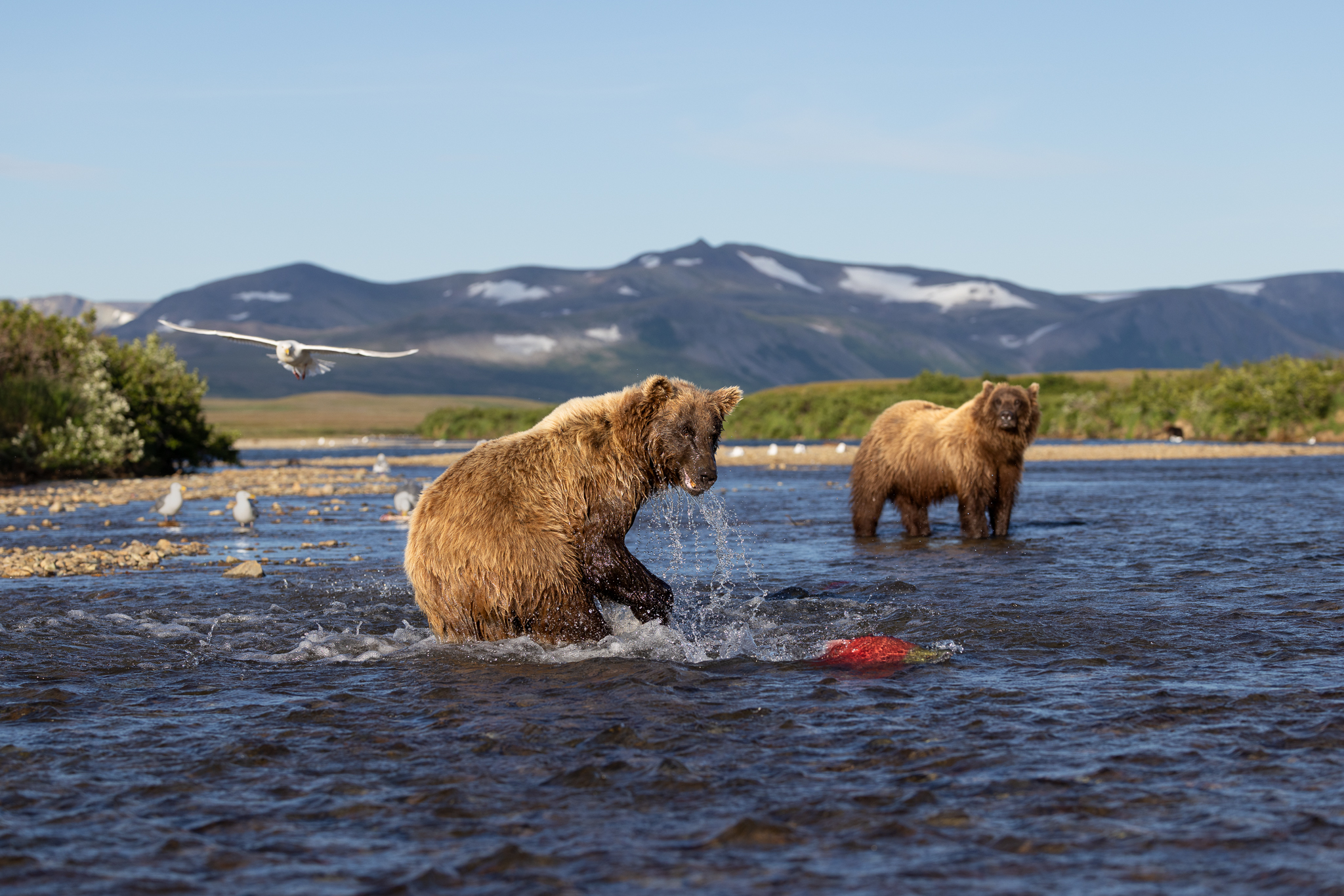 A Brown Bear lunges after a sockeye salmon in an Alaskan river, with a second bear and a passing gull looking on.