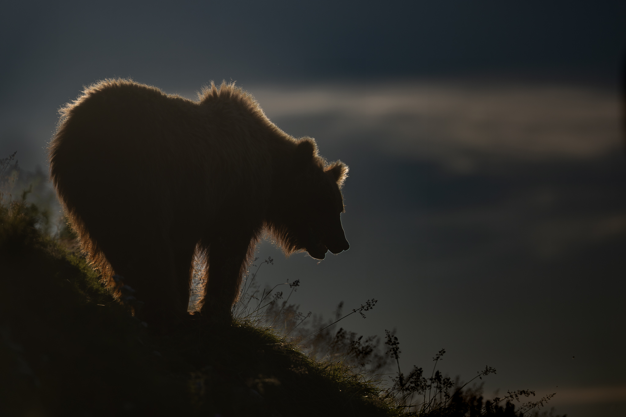 A Brown Bear on a cliff face, backlit by the setting sun.