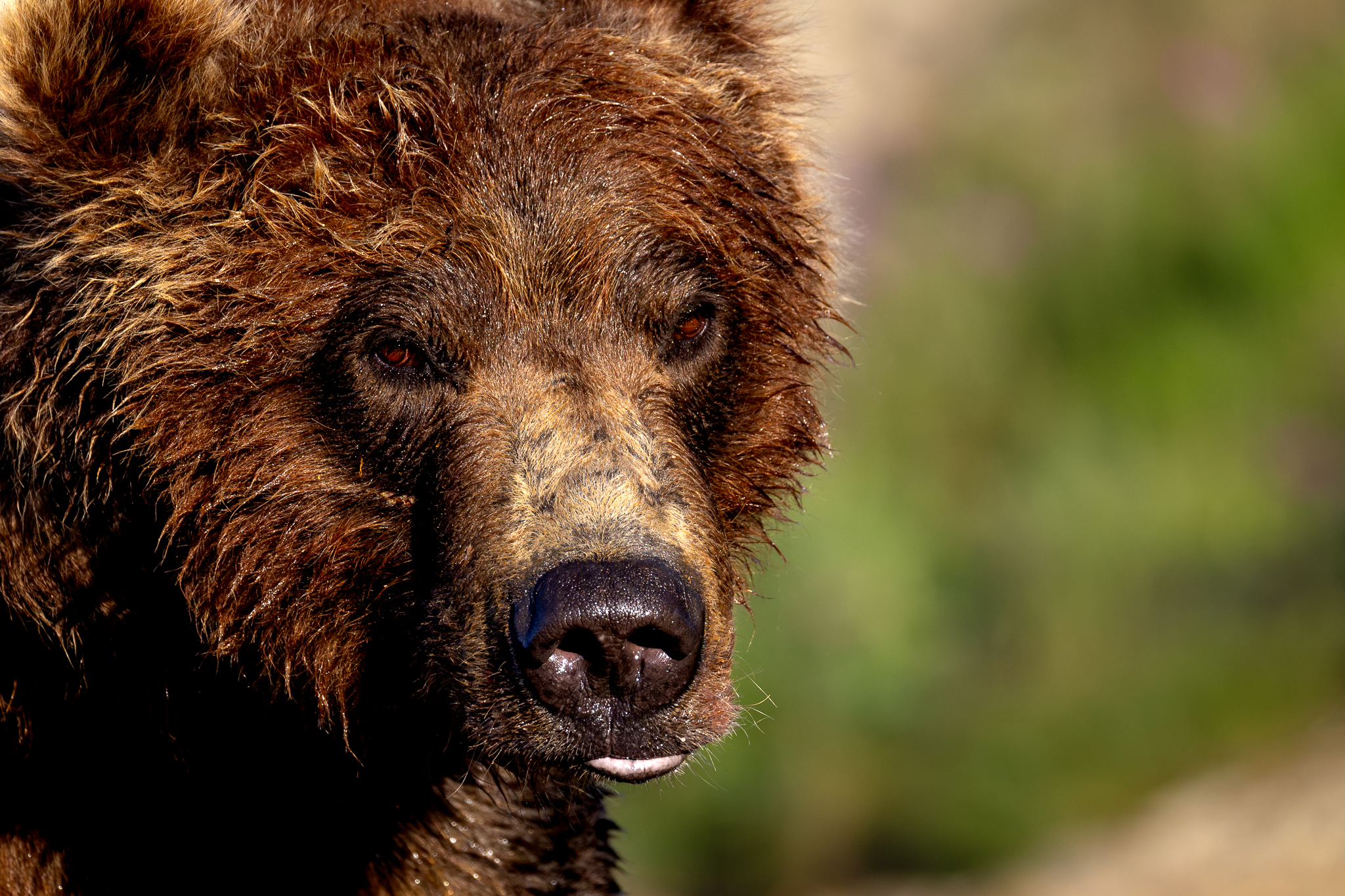 A Brown Bear pauses between casts, fishing for salmon in Alaska.