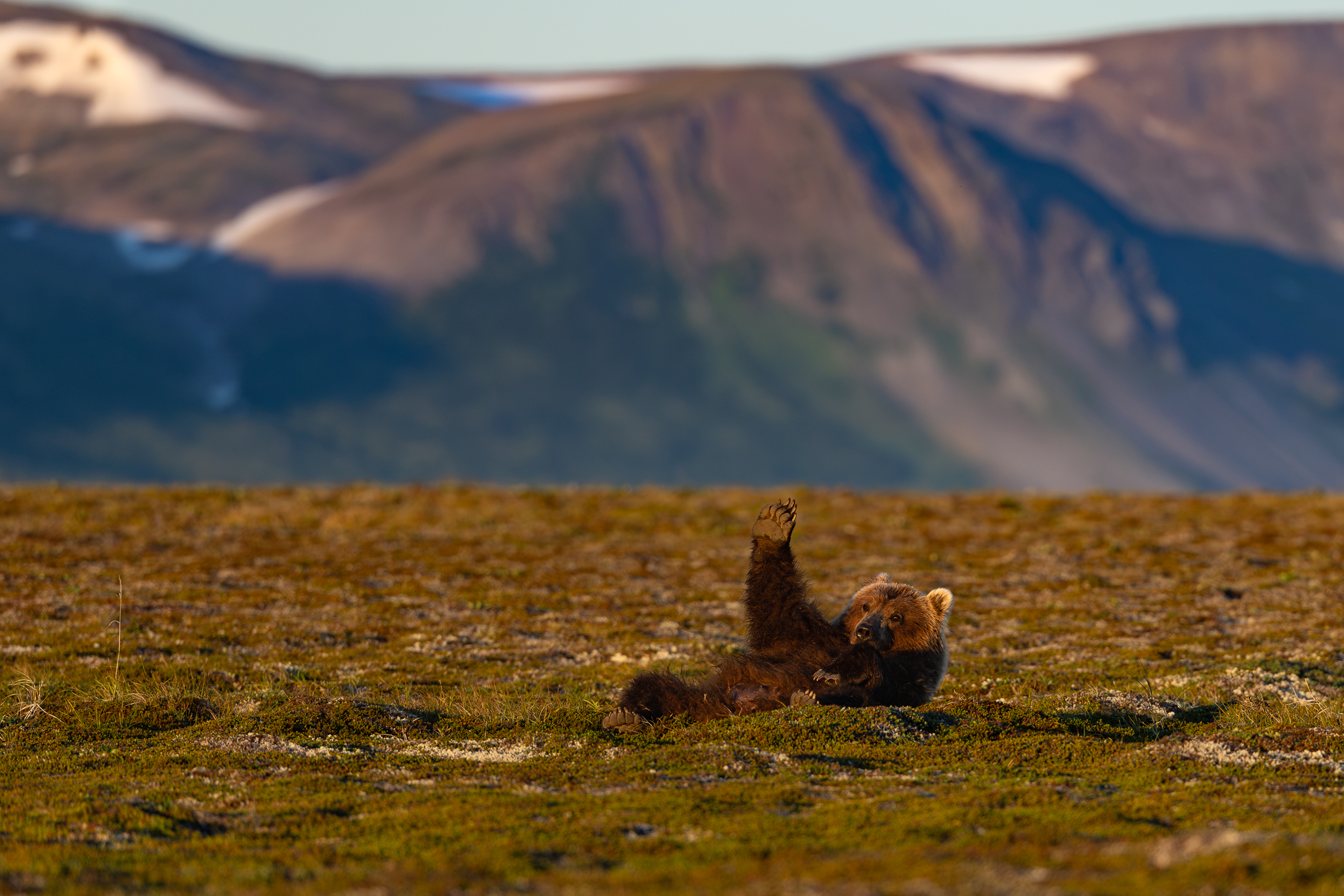 A Brown Bear rolling on its back on the open tundra in Alaska, one foreleg raised, with mountains behind.