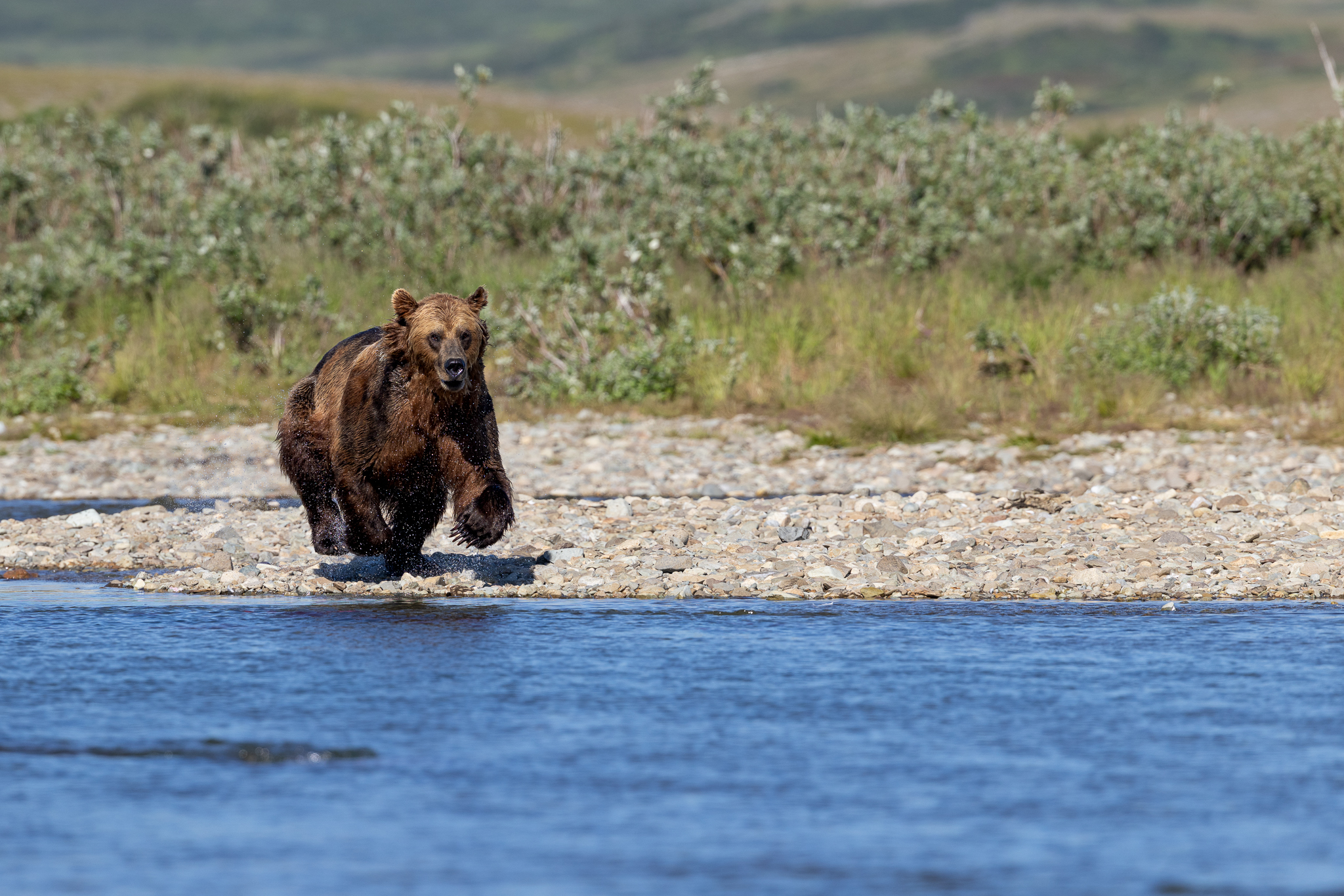 A Brown Bear running along a gravel bar chasing after some salmon.