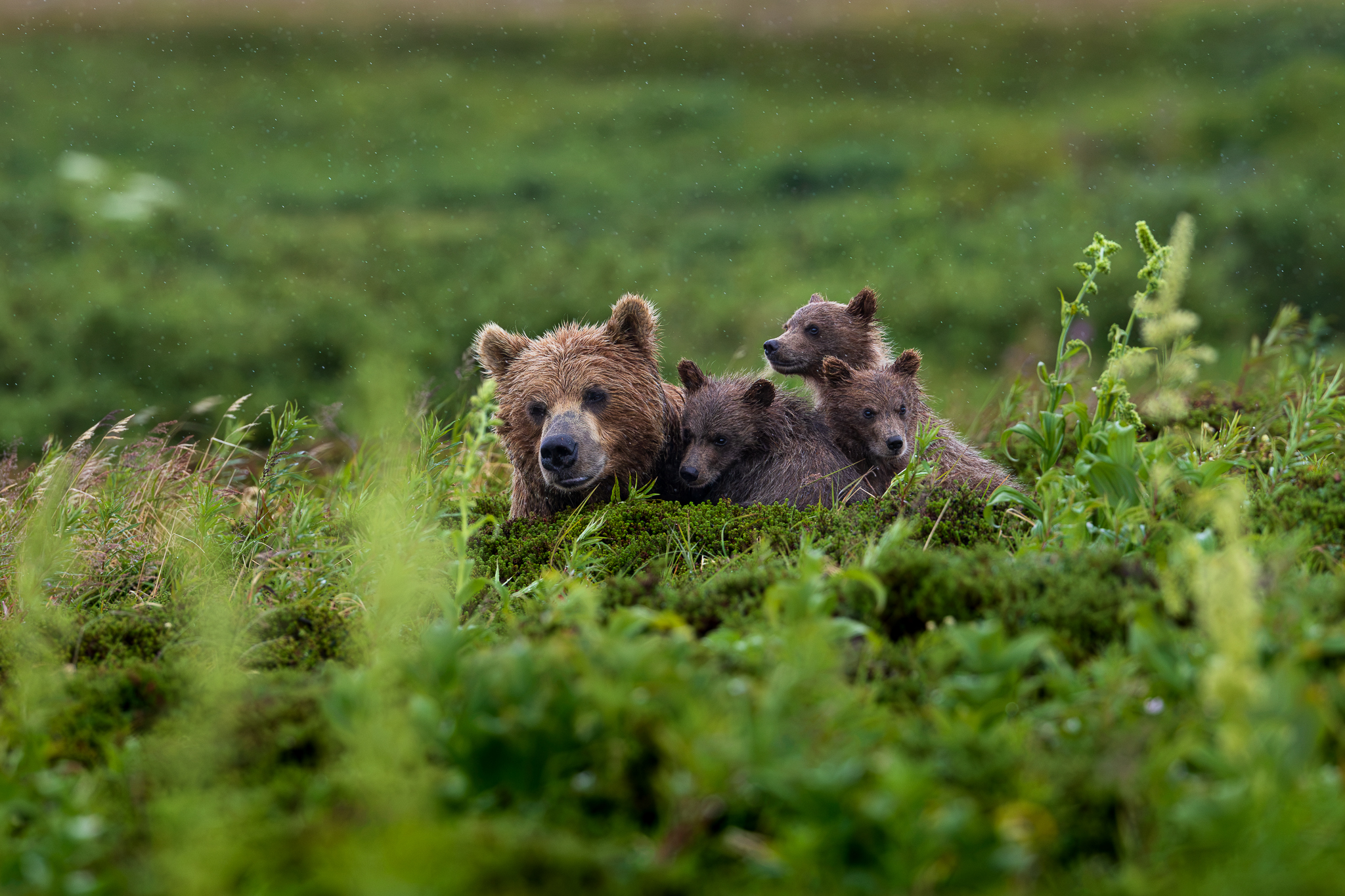 A Brown Bear sow bedded down in the tundra as her three cubs snuggle up against her.