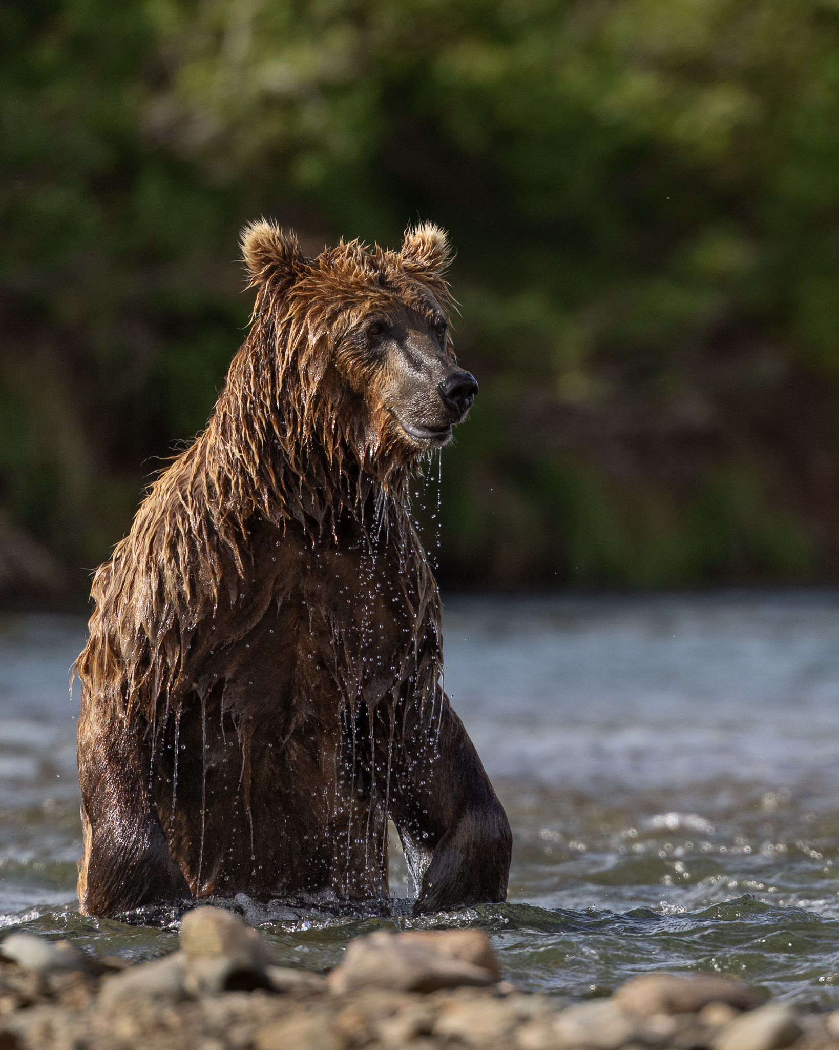 A Brown Bear standing up in the river to get a better view of the swimming salmon.