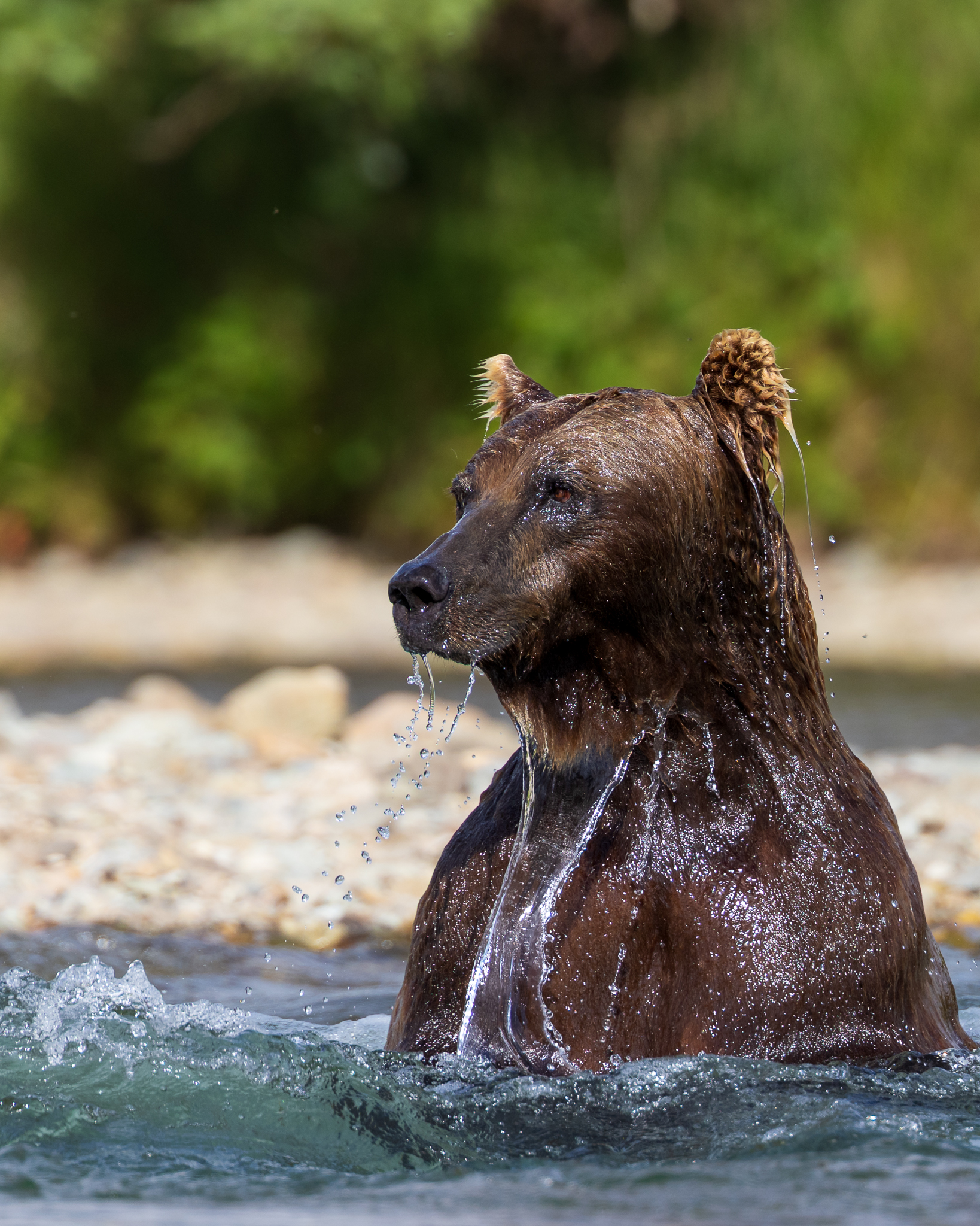 A Brown Bear surfacing after diving, unsuccessfully, for salmon.