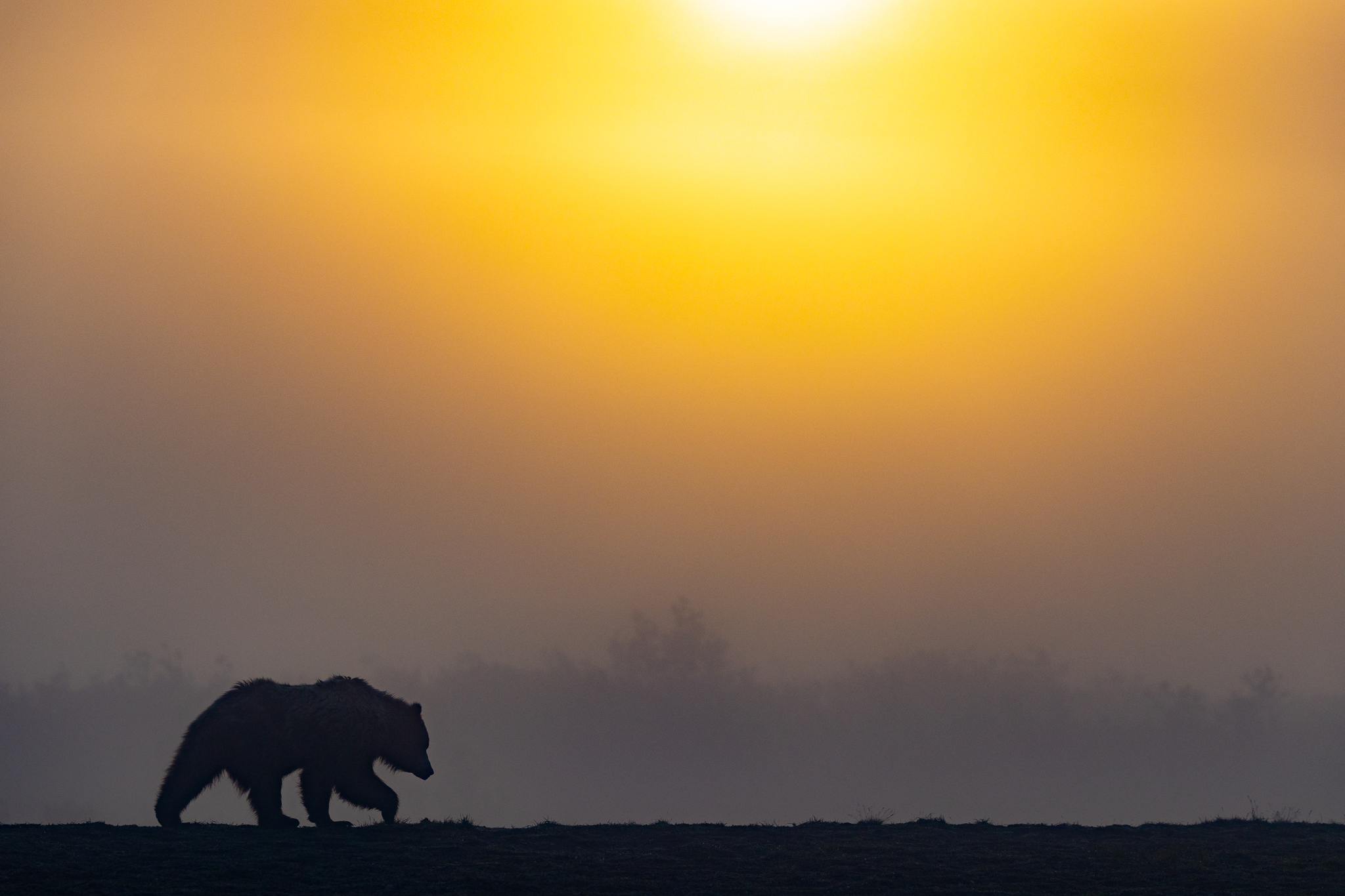 A Brown Bear walking the cliff edge in thick fog as the sun rises.