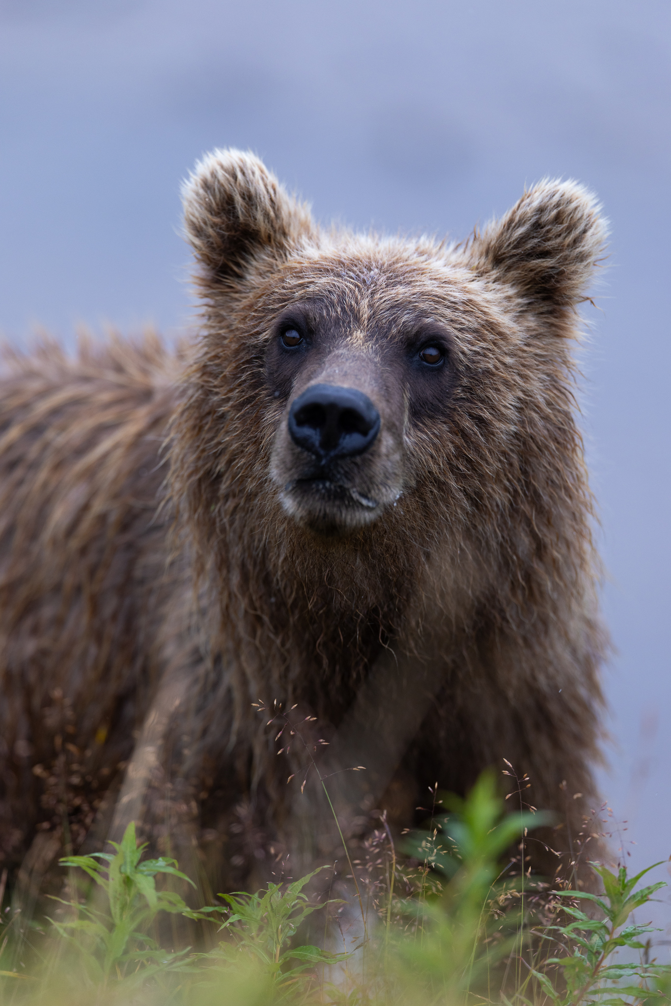 A close-up portrait of a Brown Bear as it walked by.