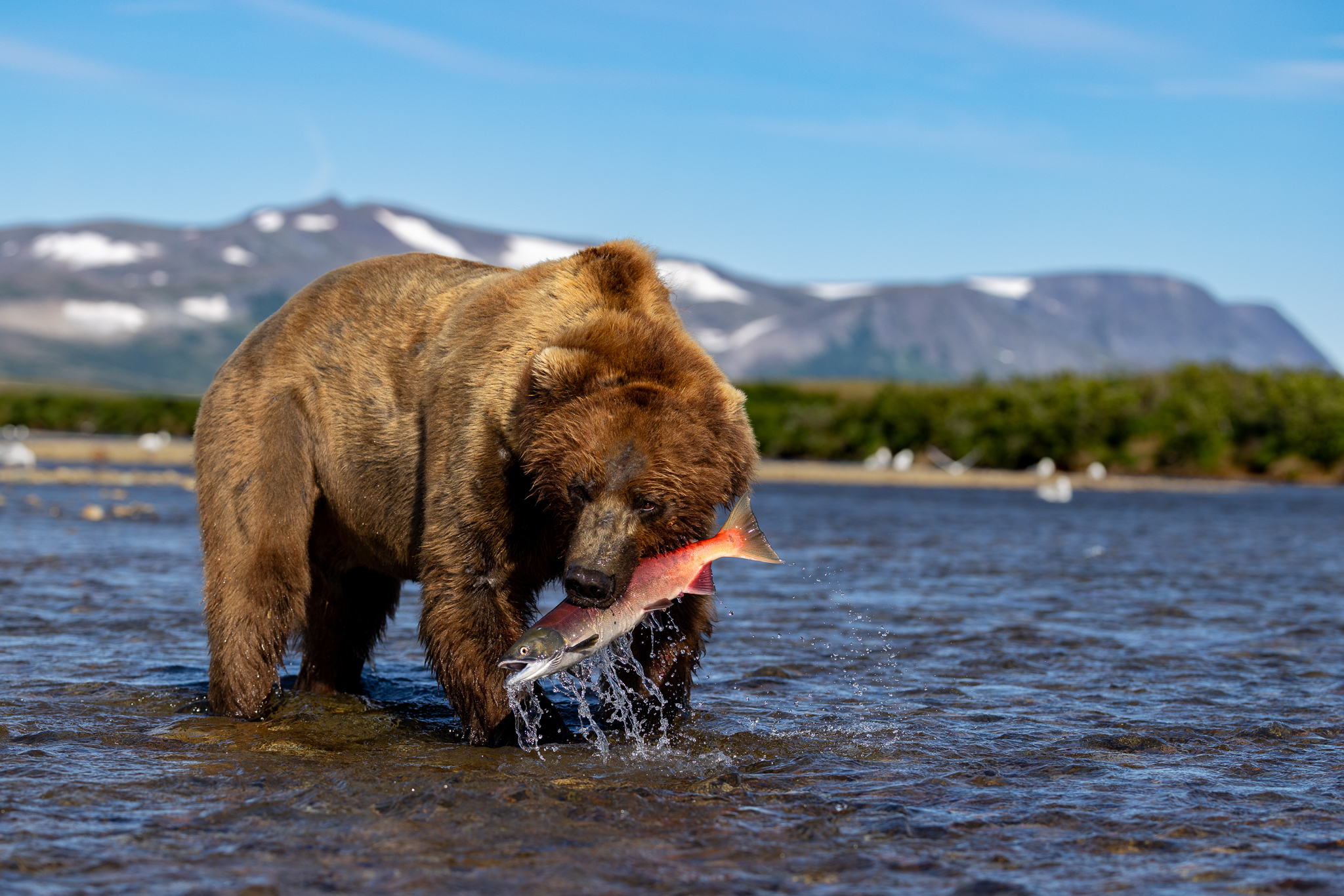 Fishing the shallows paid off for this Brown Bear, which came up with a sockeye.